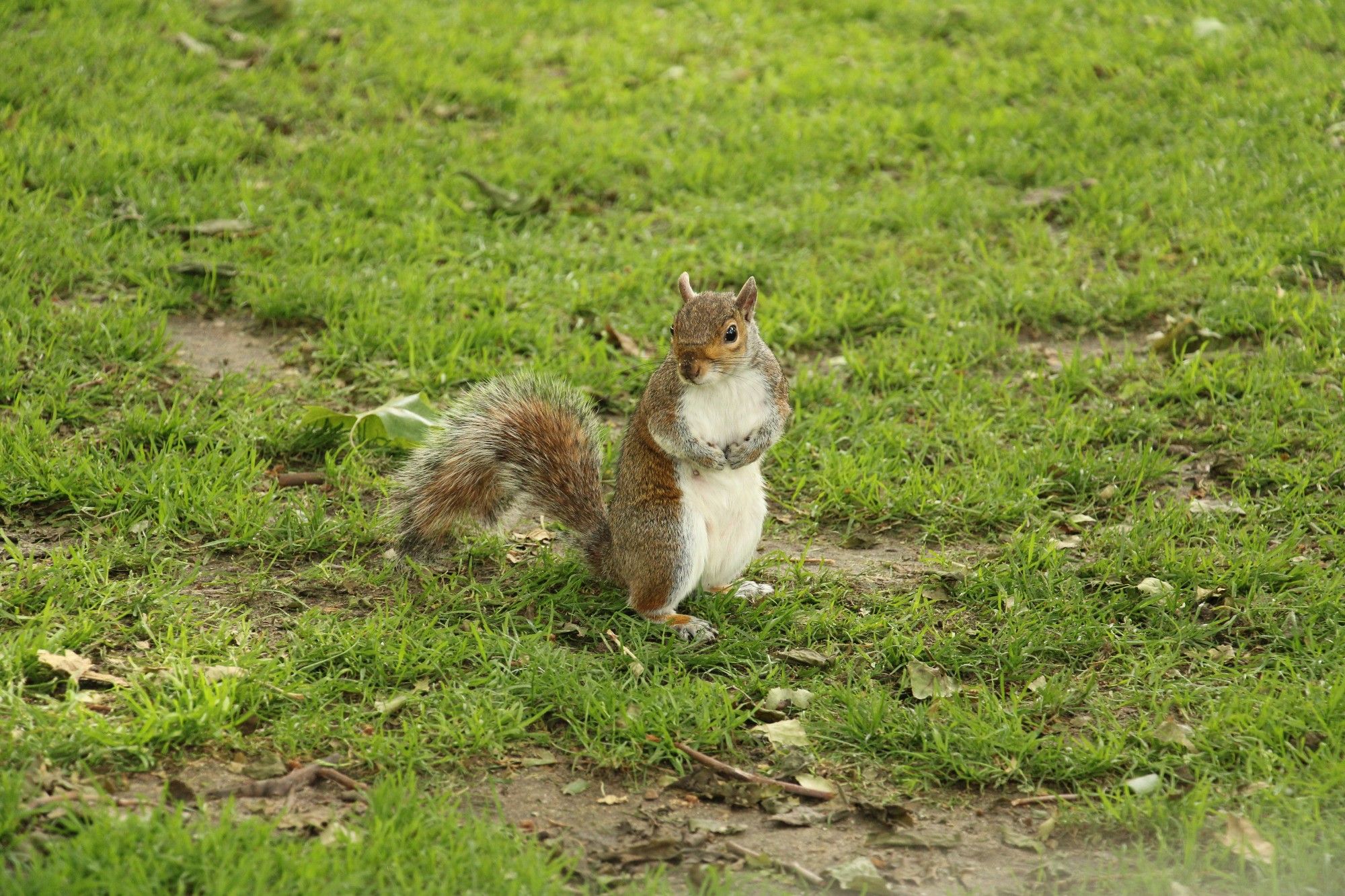 Grauhörnchen auf Rasenfläche.
Grey squirrell on green gras.