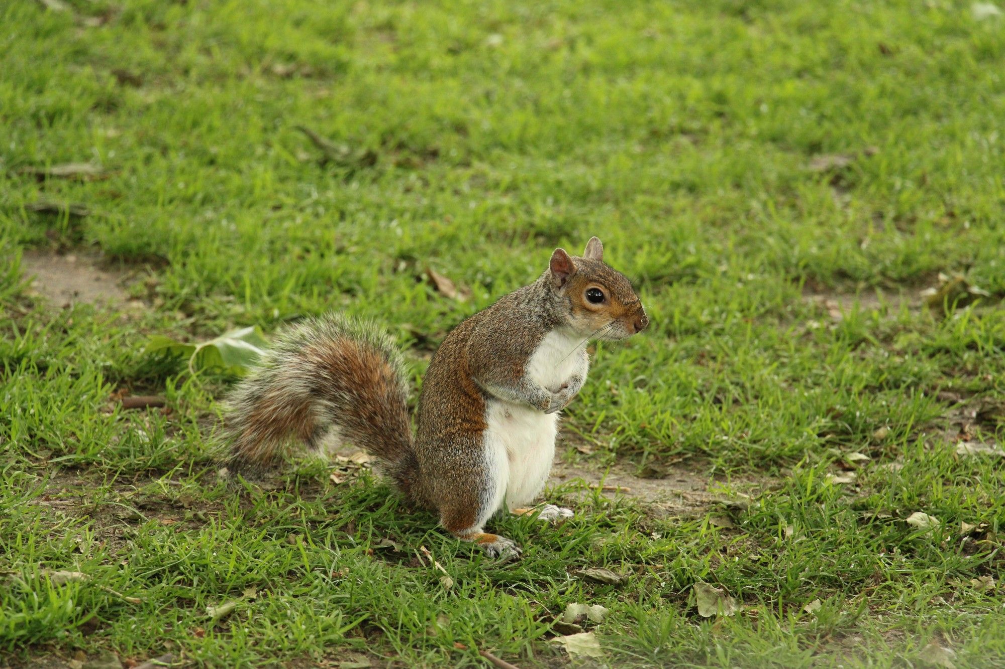 Grauhörnchen auf Rasenfläche.
Grey squirrell on green grass.