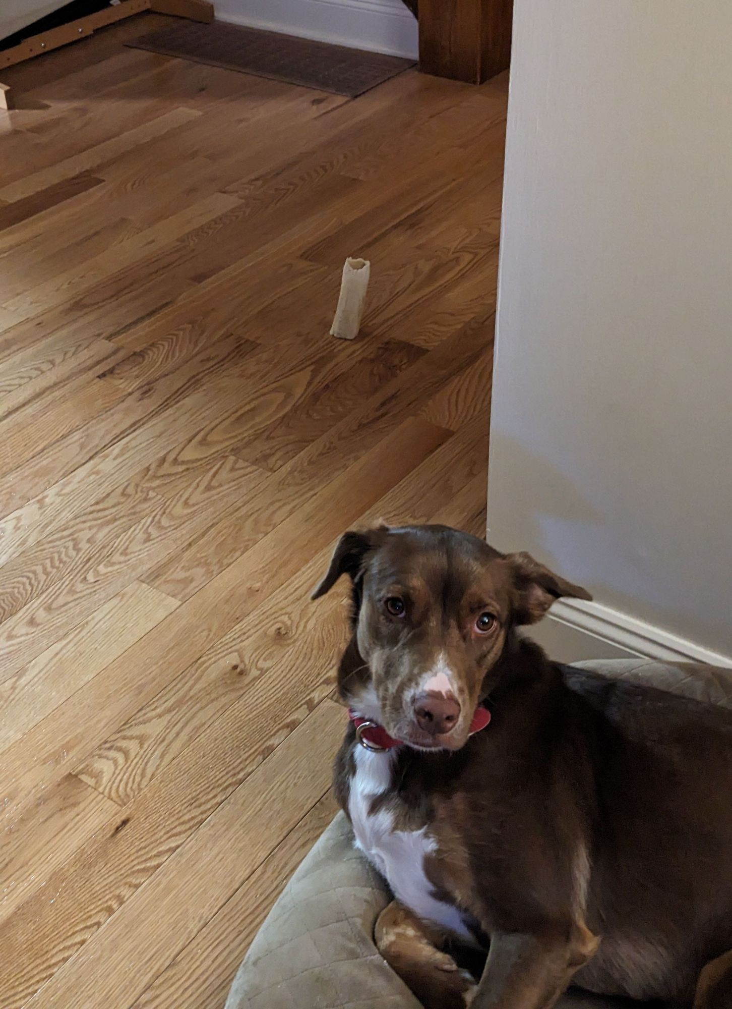 The same brown dog, her Yoda ears folded back because she is curled up on her bed and trying to sleep. Behind her in the middle of the floor is a new bone, standing on end, the chewed and tapered end jutting skyward. A statement on humanity's hubris, a mockery of the work of mankind, which strives ever for permanence in the face of an uncaring and unyielding entropy. The artist stares ruefully at the camera, challenging the viewer to contemplate their own insignificance. If a dog can build such structures using only teeth, gravity, and death, what then is all the ingenuity of man but the gibbering of primates discovering sticks for the first time. "Ozymandias' Bone," chew toy on wood, Sadie Pupper, August 2024