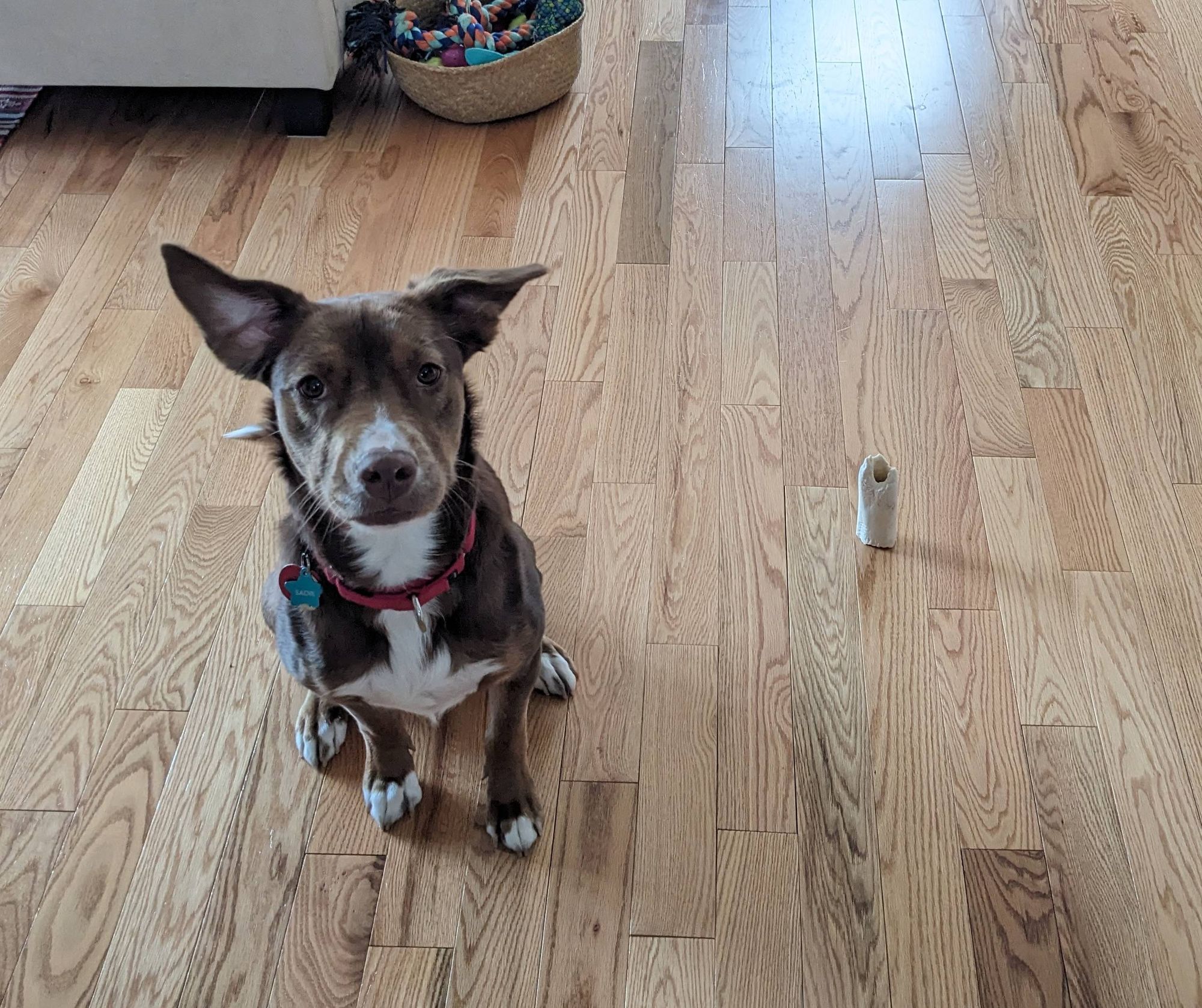 A brown hound dog with big Yoda ears sits and looks directly at the camera. To her left is a stub of a bone which she carefully placed on end so it was standing up. She is very proud of her handiwork. This was in March 2024.