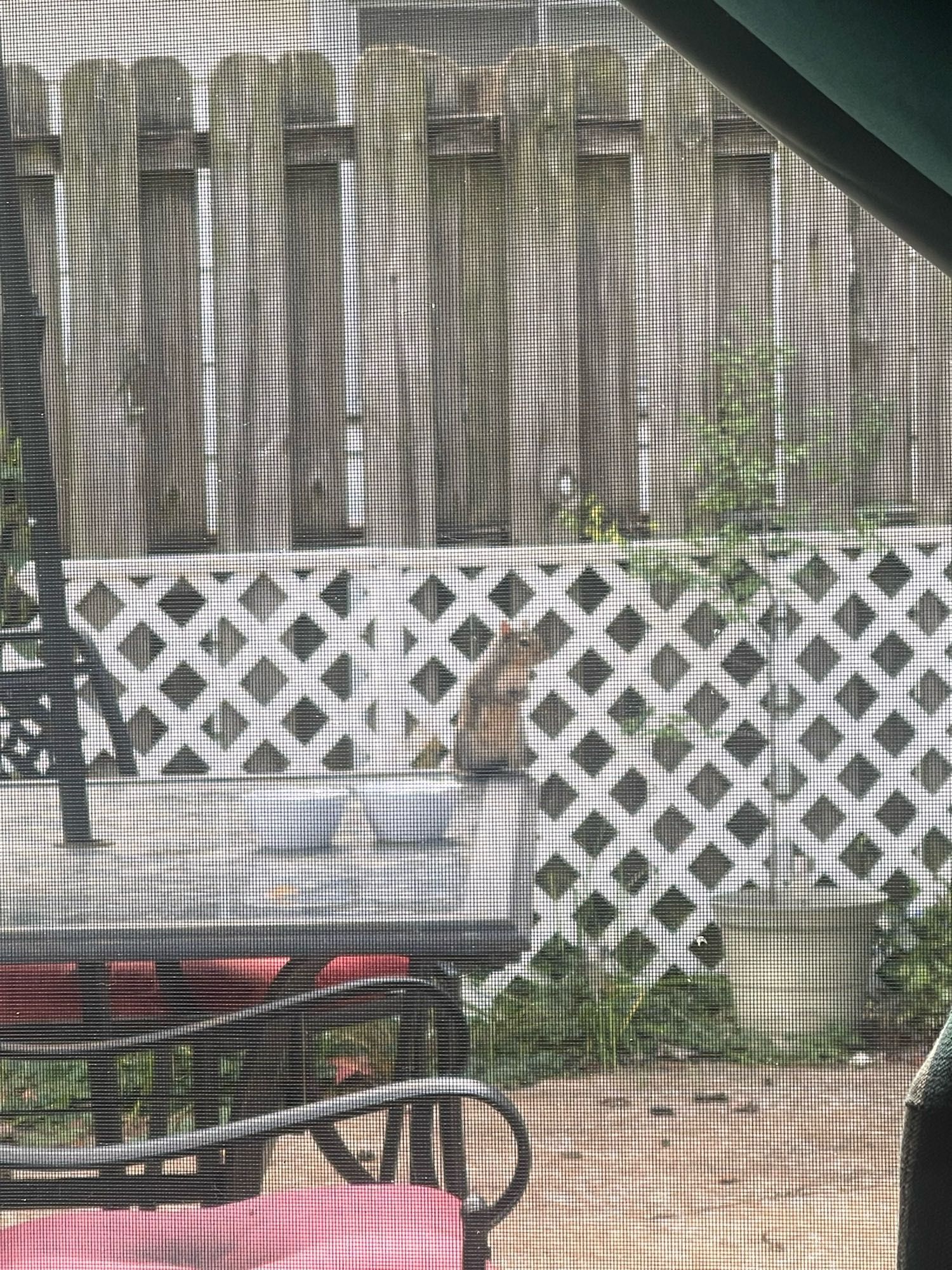 A swole thick squirrel with his hands clasped in front of him as he is informing us we are out of kat kibble, the feeders are empty, & we need a bigger bird bath if we’re going to claim body positivity because the thicker than a bowl of oatmeal squirrels tipped the smaller one & that’s not up to code or cool.