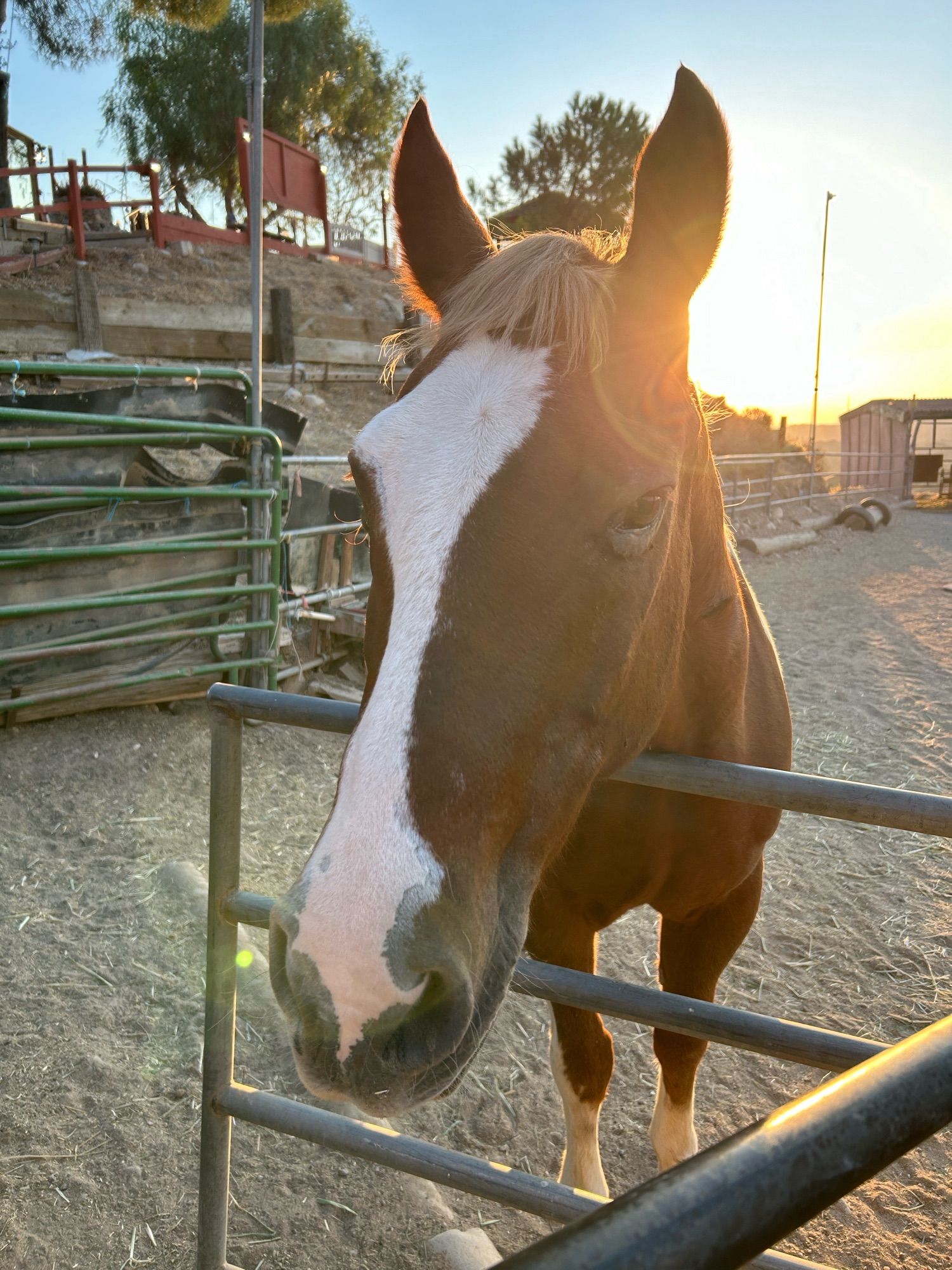 Paint horse waiting at the gate with the sun setting behind him.