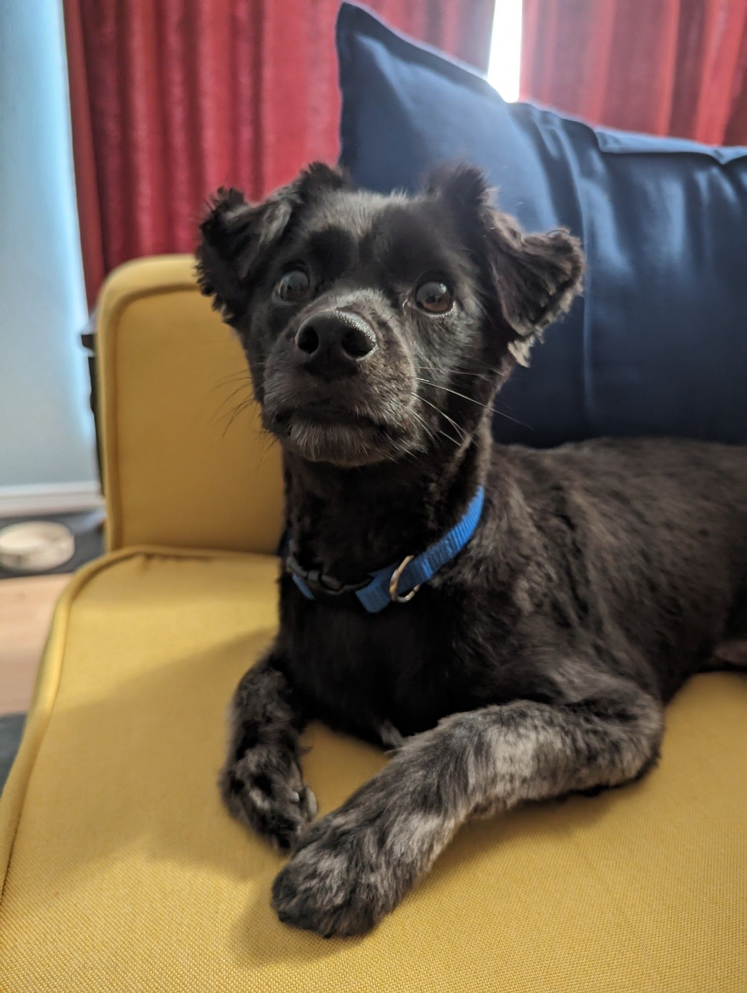 A small black dog on a yellow couch. He is wearing a blue collar and looking up at the camera with ears folded forward 