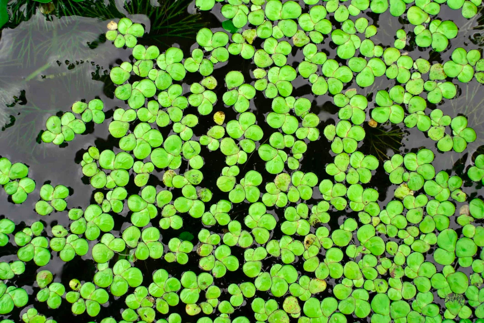 Small green clover like plants sitting on top of a pond