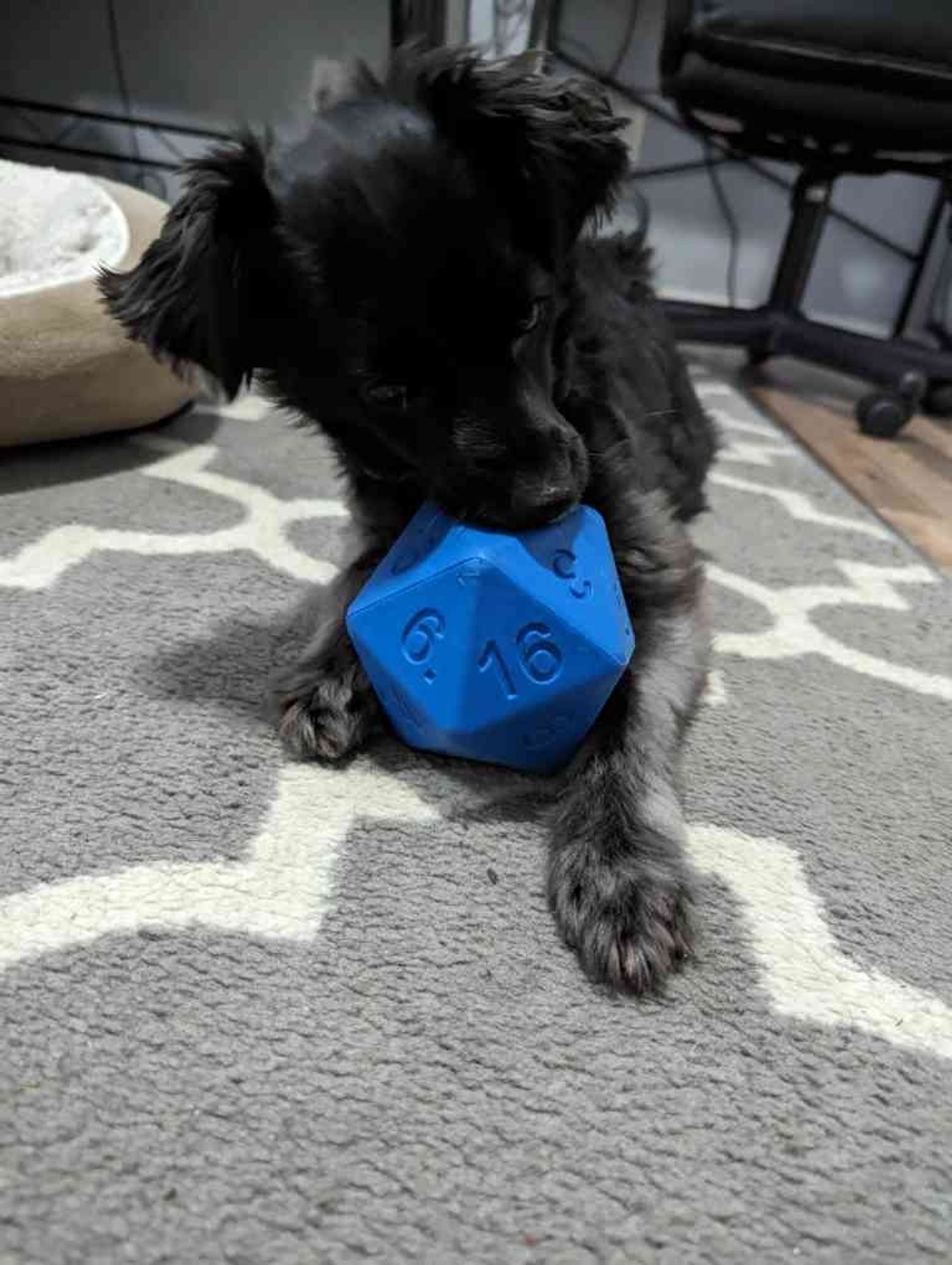 A small black dog with curly earls chewing on a blue d20 toy