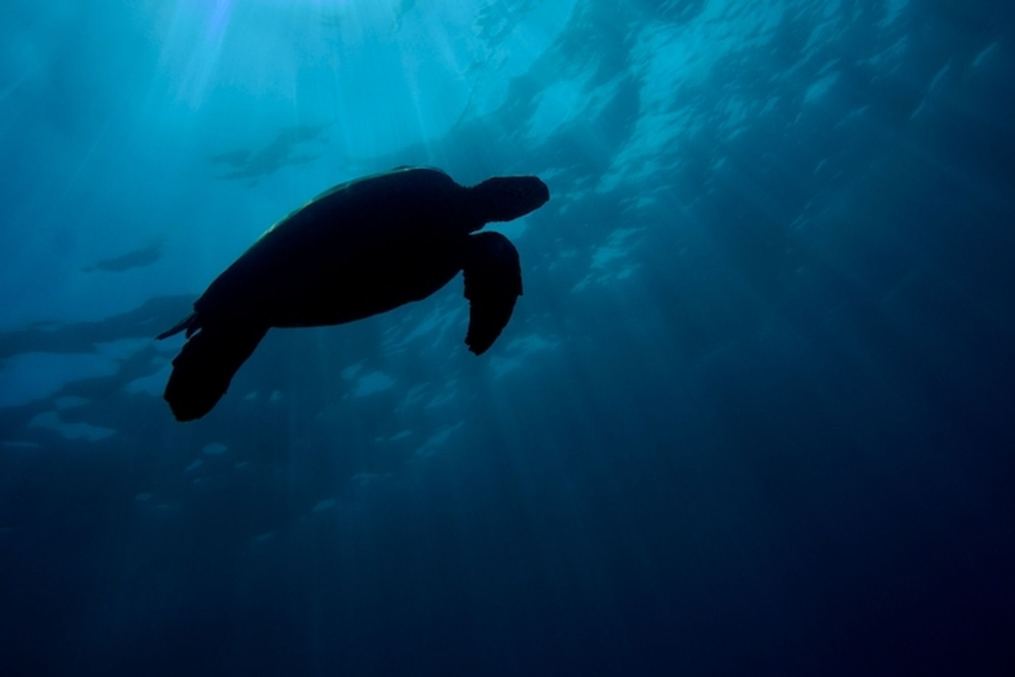 The shadow of a large turtle against a dark blue ocean