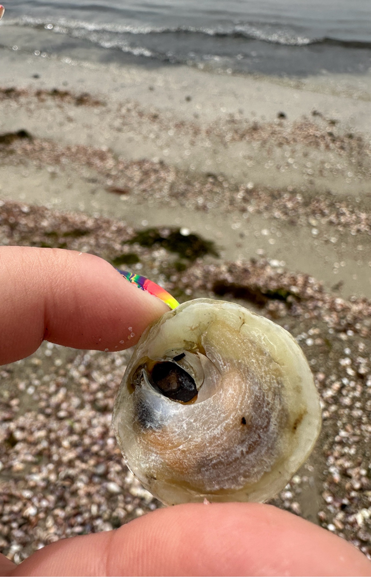 The same yellow jingle shell, from the bottom, showing the opening