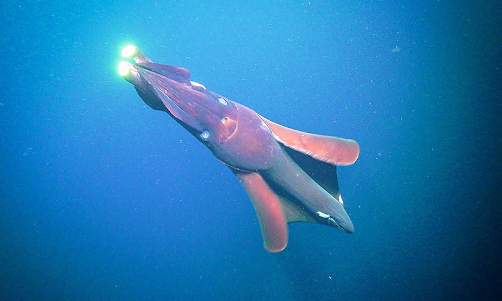 Taningia danae: the deep sea hooked squid. It’s a rocket-ship-shaped dark red squid, with its tentacles held together and pointed and its fins flaring. At the end of the tentacles are huge neon green-yellow glowing lights