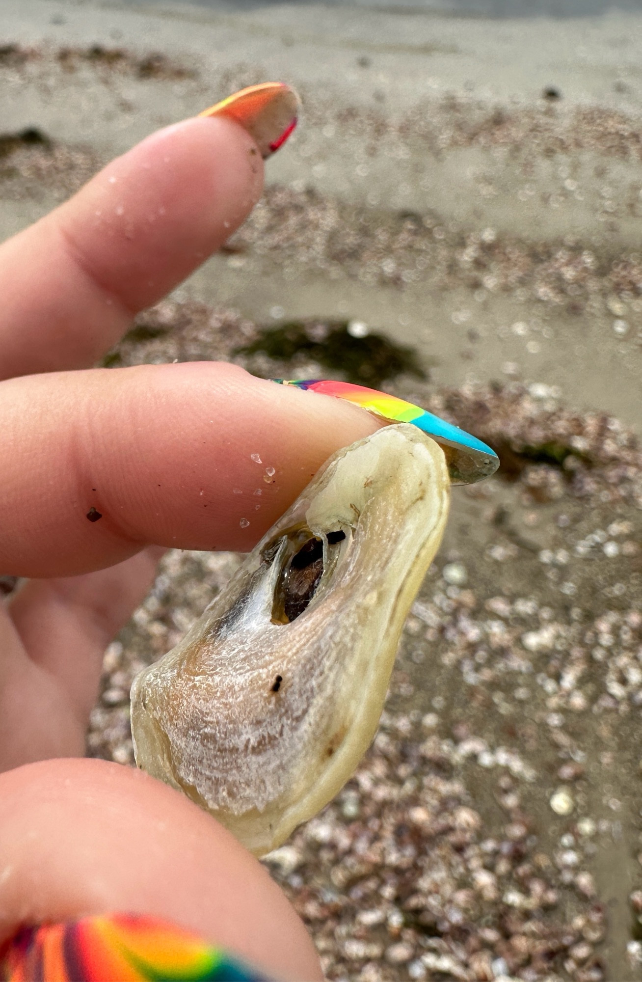 The same yellow jingle shell, edge on, showing a slim gap between the two shells and glimpses of the snail inside