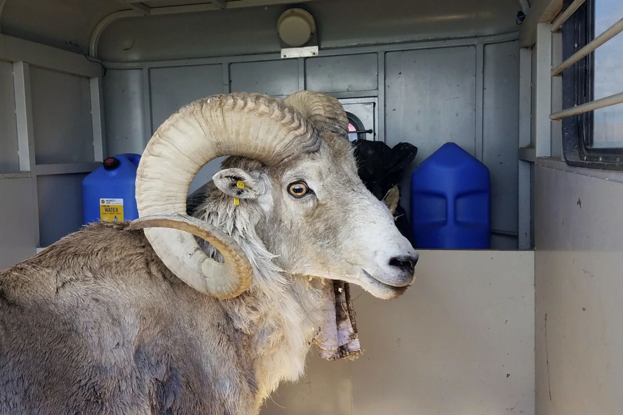 Picture of a huge sheep with long curling horns, shaggy wool, and a “don’t blame me” expression