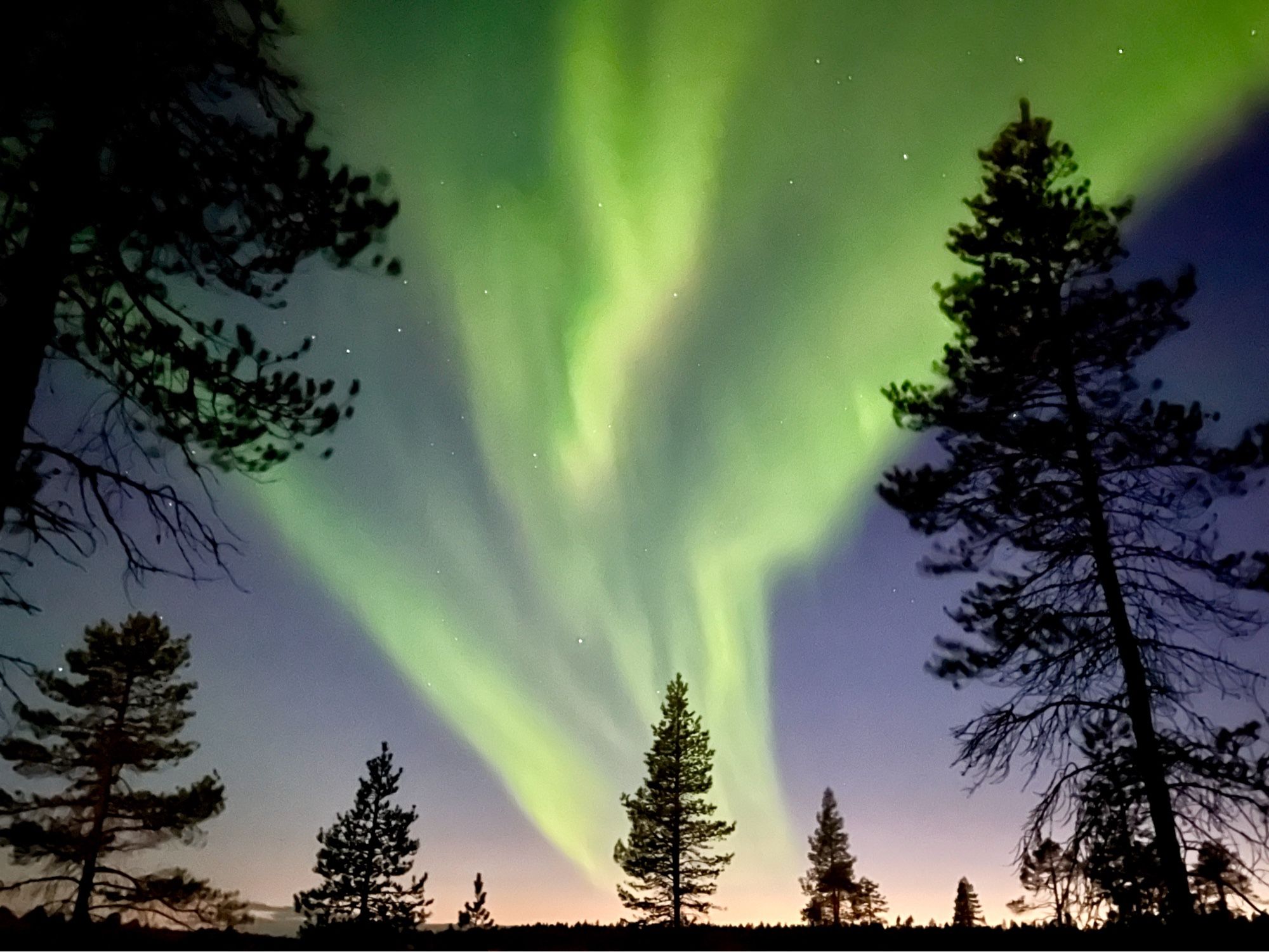 Revontulet taivaalla auringon viimeisten säteiden valaistaessa taivaanrannan. Mäntyjen siluetteja tummana.