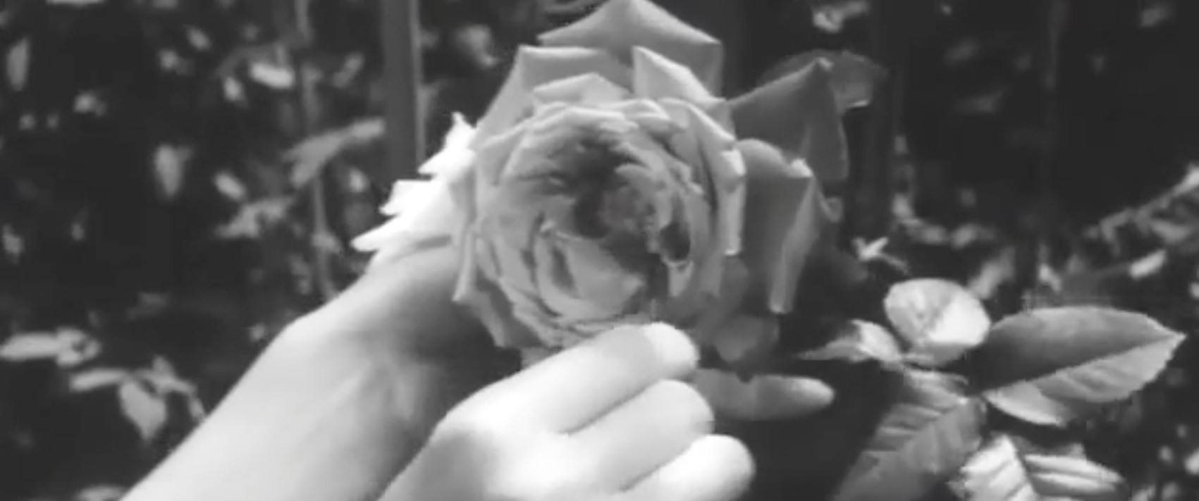 Schwarz weißes Filmstill, zu sehen eine Rose, die gehalten wird von der linken Hand, mit der rechten Hand zupft jemand mit einer Pinzette Staubblätter aus der Blüte