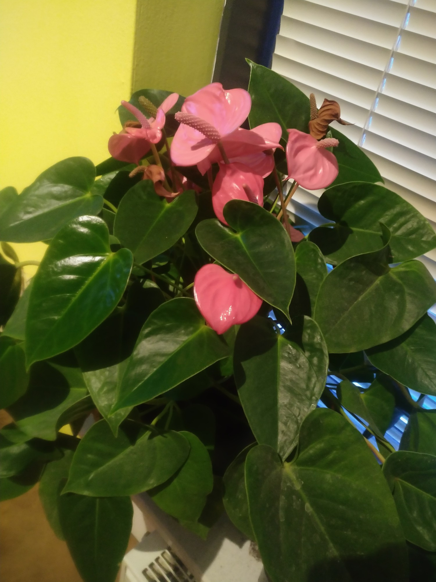 pink flowers on a plant near the window.