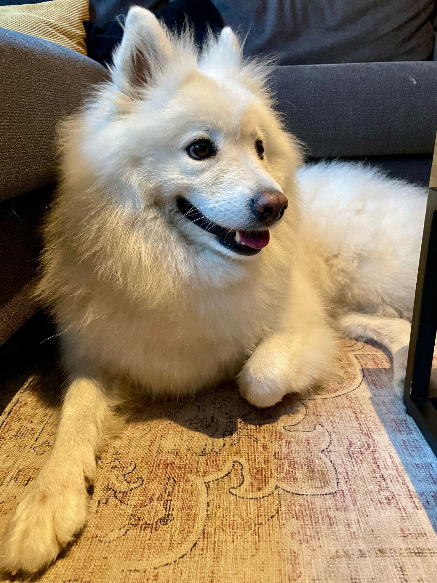 White Samojed dog