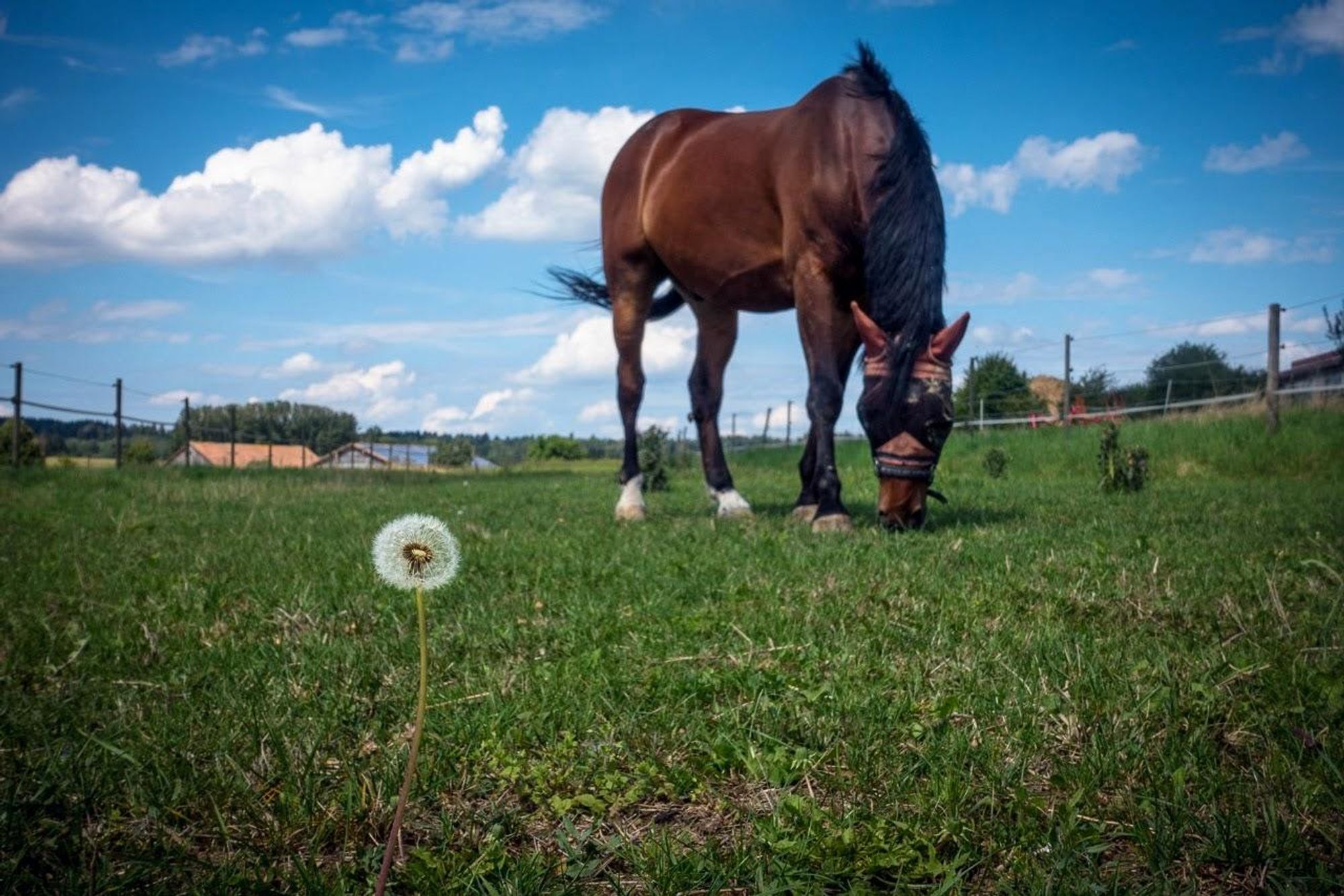 A bay Polish Warmblood horse grazes on an already well browsed meadow. In front of him a single dandelion blowball. The last man standing.
