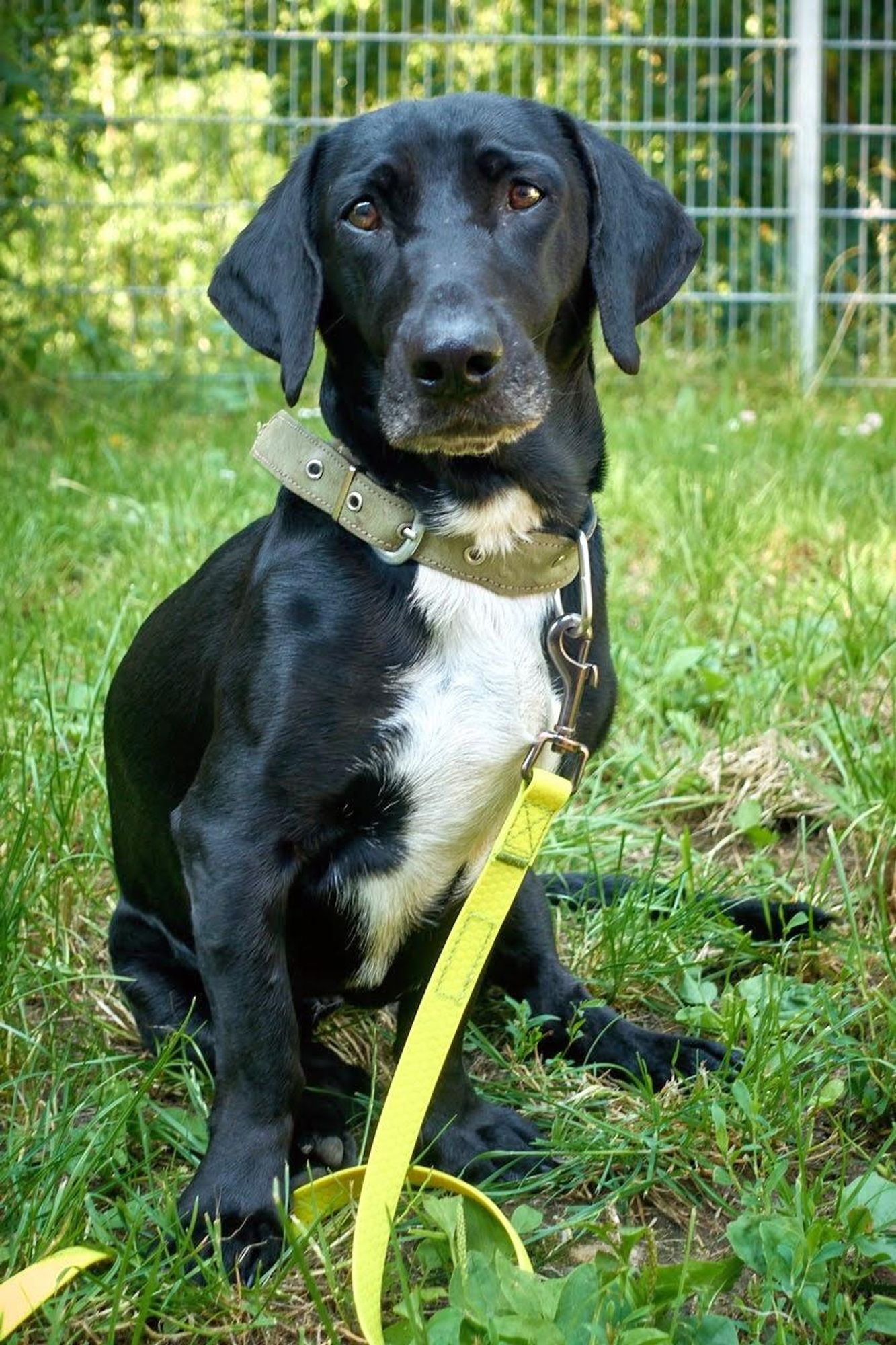 A black Labrador-Dachshund mix with a white chest patch sits in the grass and looks curiously into the camera. She is wearing a gray leather collar with a yellow plastic leash hanging from it.