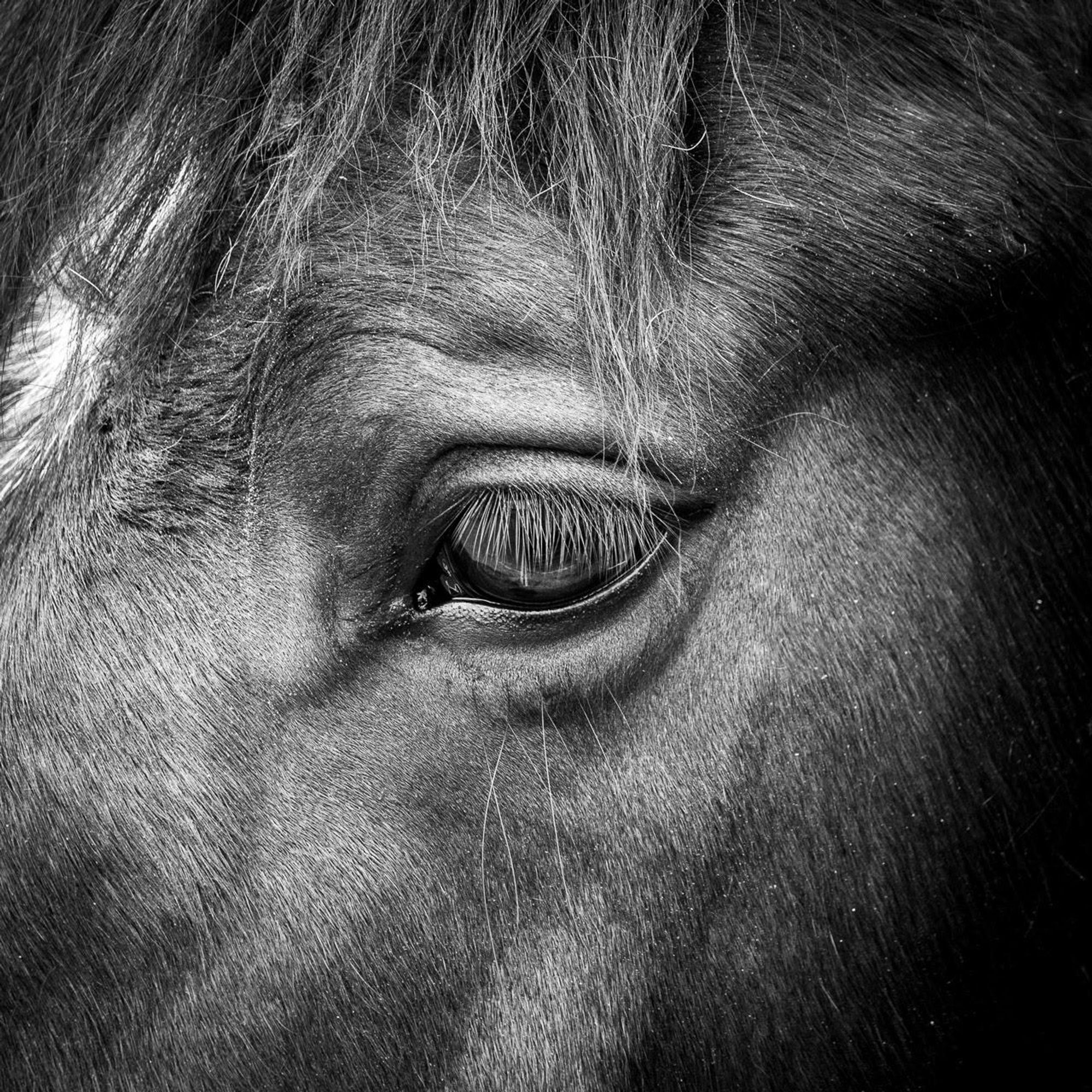 Monochrome close-up of a horse's eye.