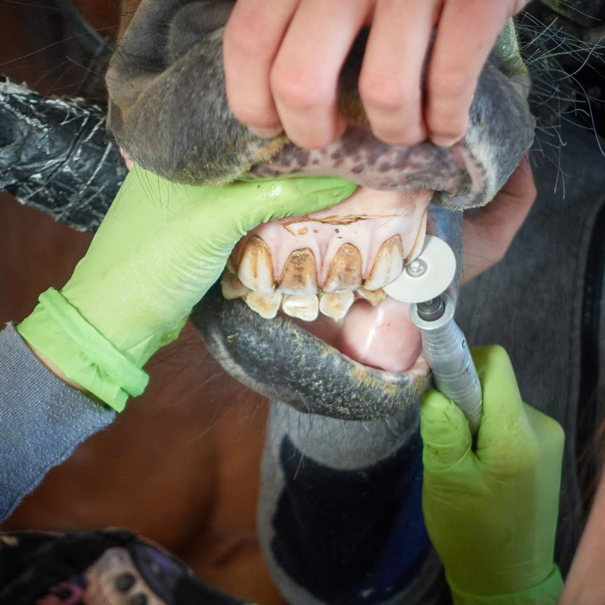 Close-up of a horse's teeth during dental treatment. You can see the hands of the horse dentist wearing green rubber gloves, who is holding the bit in place with one hand and working on the teeth with a small grinder with the other. Two other hands are also holding the mouth in place and holding up the upper lip of the horse's mouth.