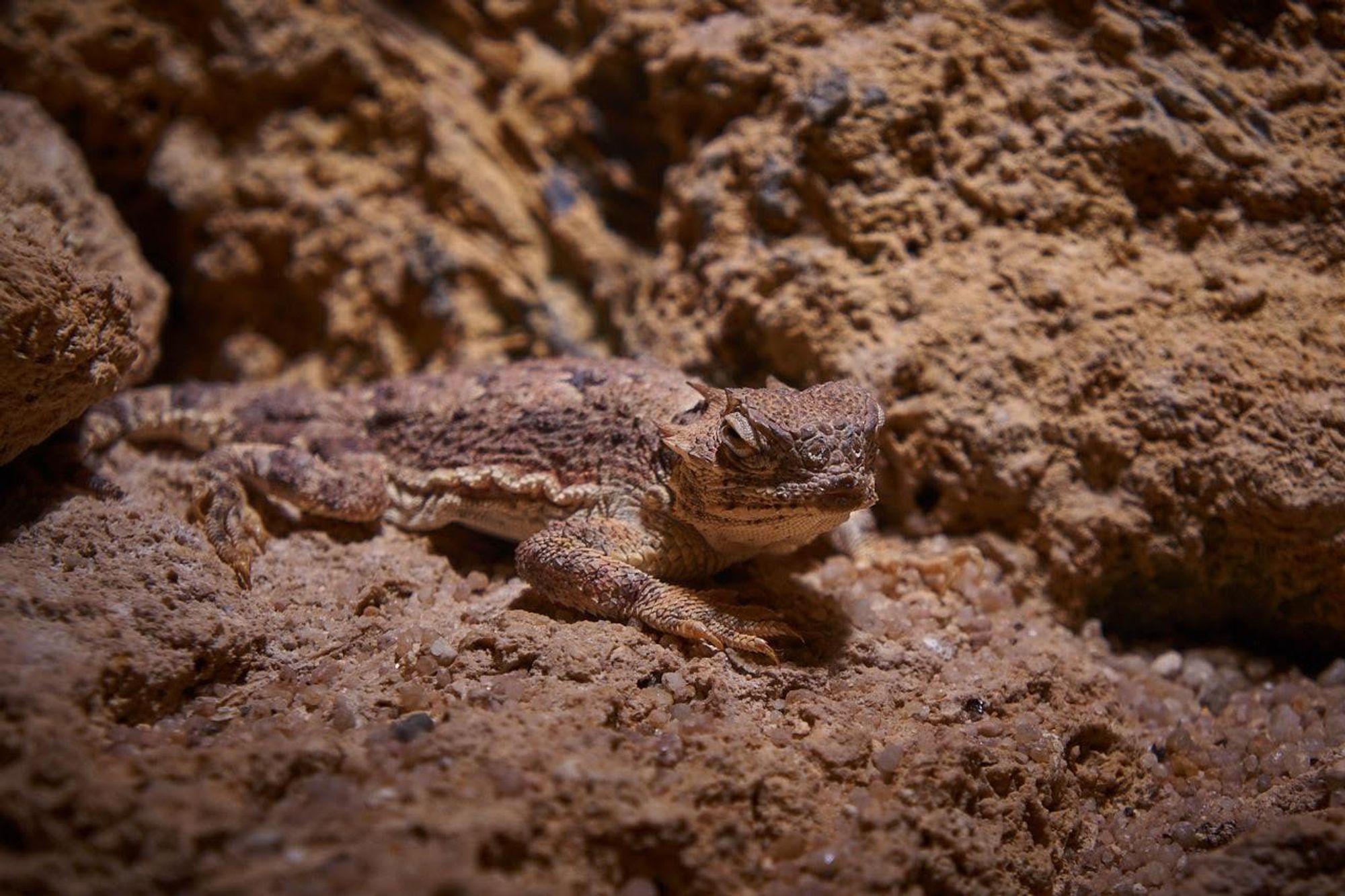 A brownish desert horned lizard sits well camouflaged on stones. Thanks to its colour and skin surface, it literally blends in with its surroundings, making it almost invisible.