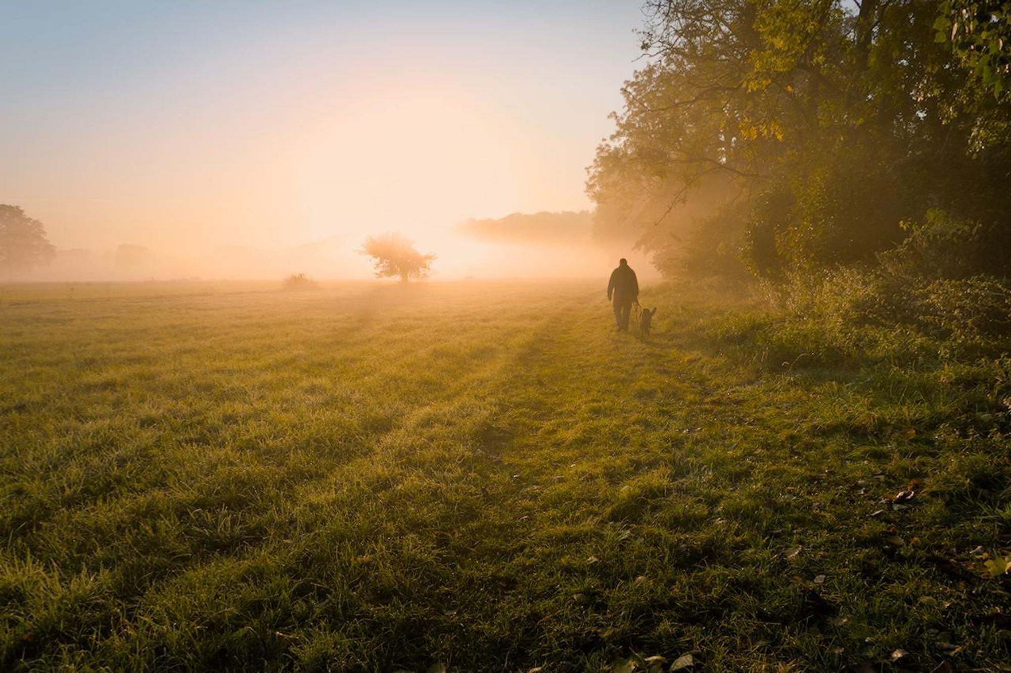 We look across a green meadow directly into the golden yellow rising sun. Wisps of mist waft across the horizon, through which individual trees can be seen. On the right-hand edge of the picture, a person is walking along the edge of the forest with a dog by their side.