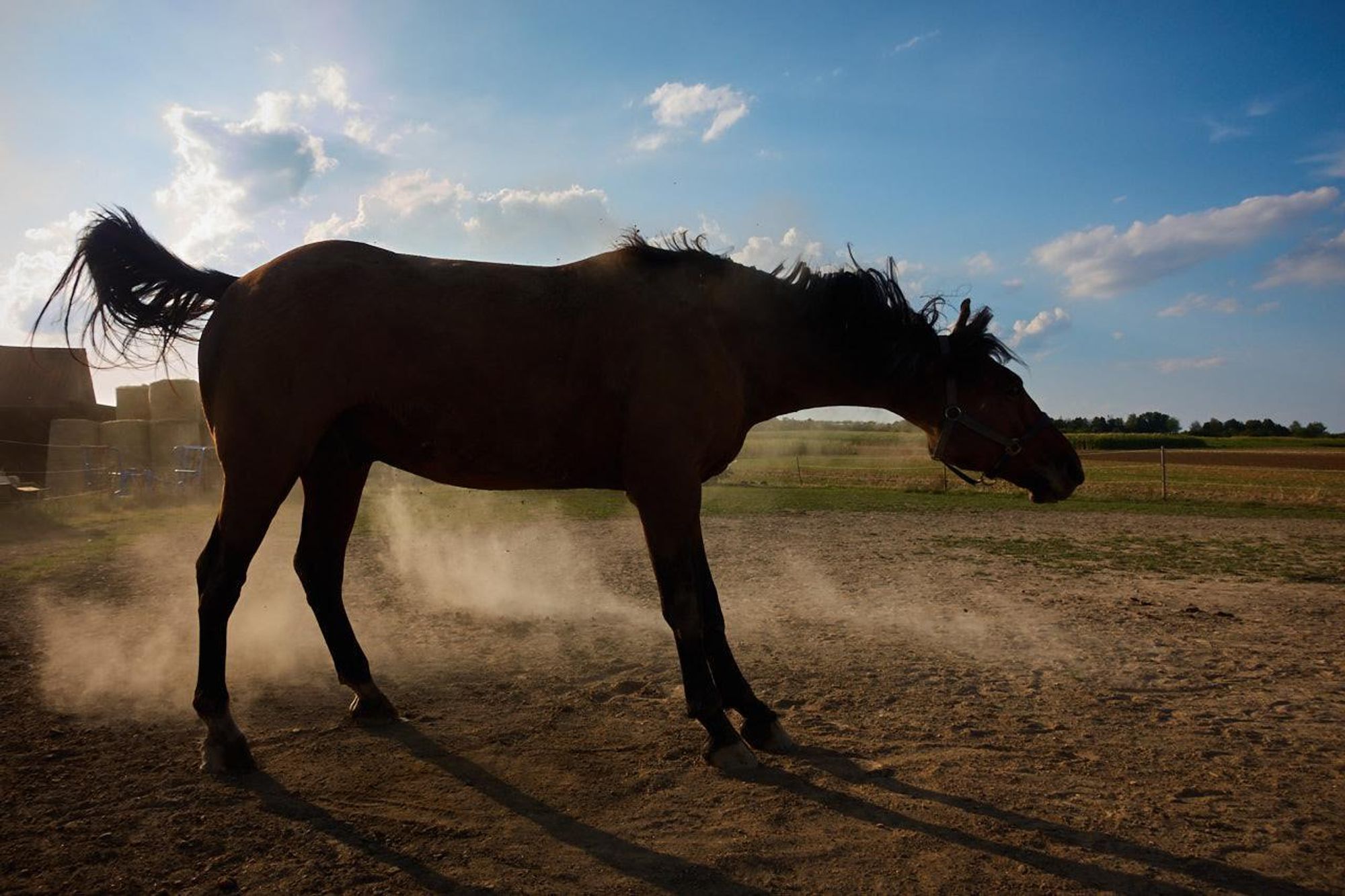 Backlit shot. A horse stands on a sandy paddock and shakes the dust from its coat after rolling around.