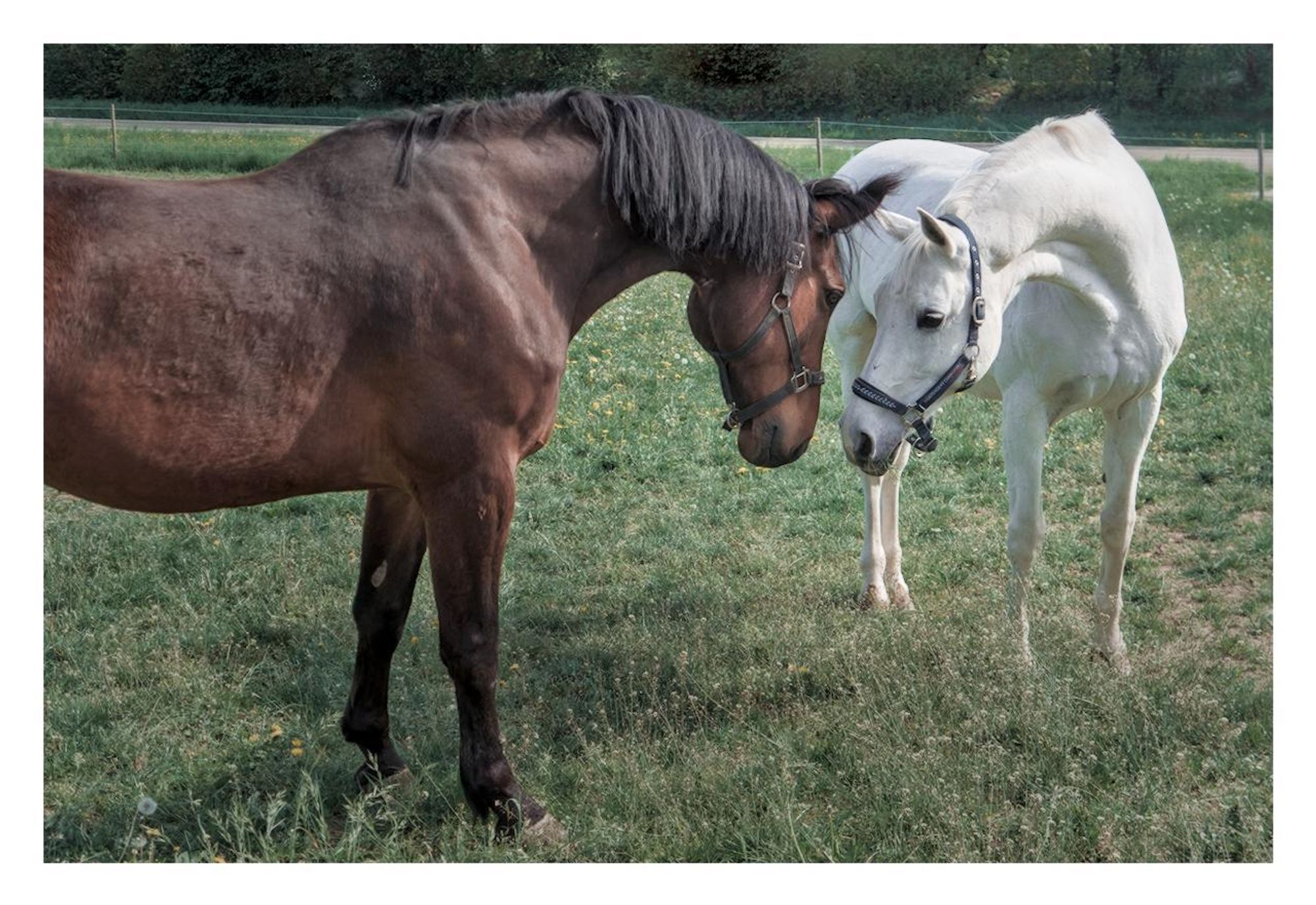 A bay horse and a grey horse stand opposite each other in the pasture and look deep into each other's eyes, their muzzles almost touching.