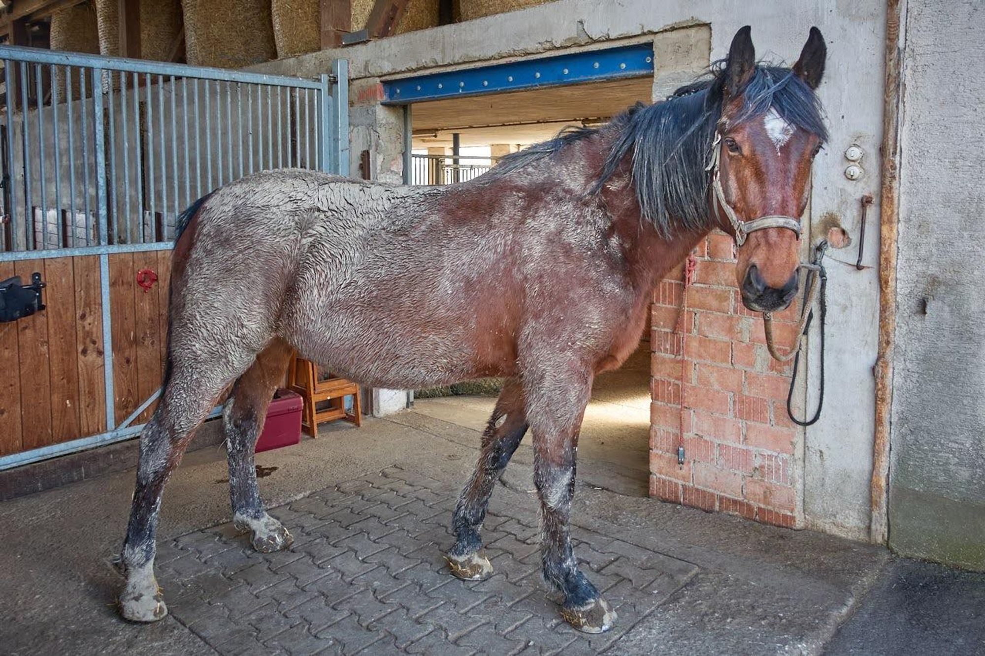 A really very dirty bay horse stands at the grooming area and looks at us innocently.