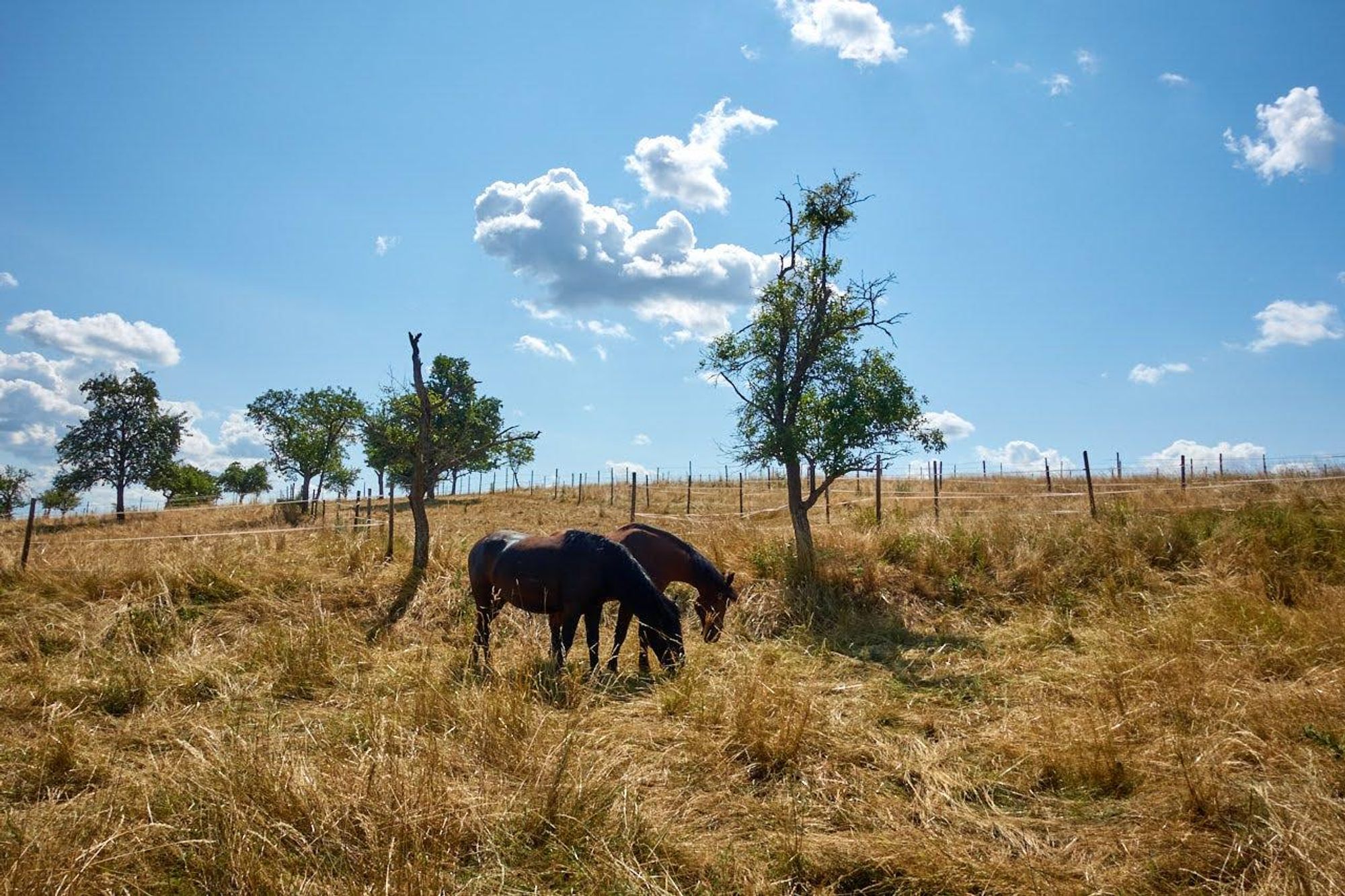 On a sunny day, two horses graze on a pasture where the tall grass has turned to golden yellow hay from the summer heat. The few apple trees provide only sparse shade. The sky is light blue with scattered cumulus clouds.