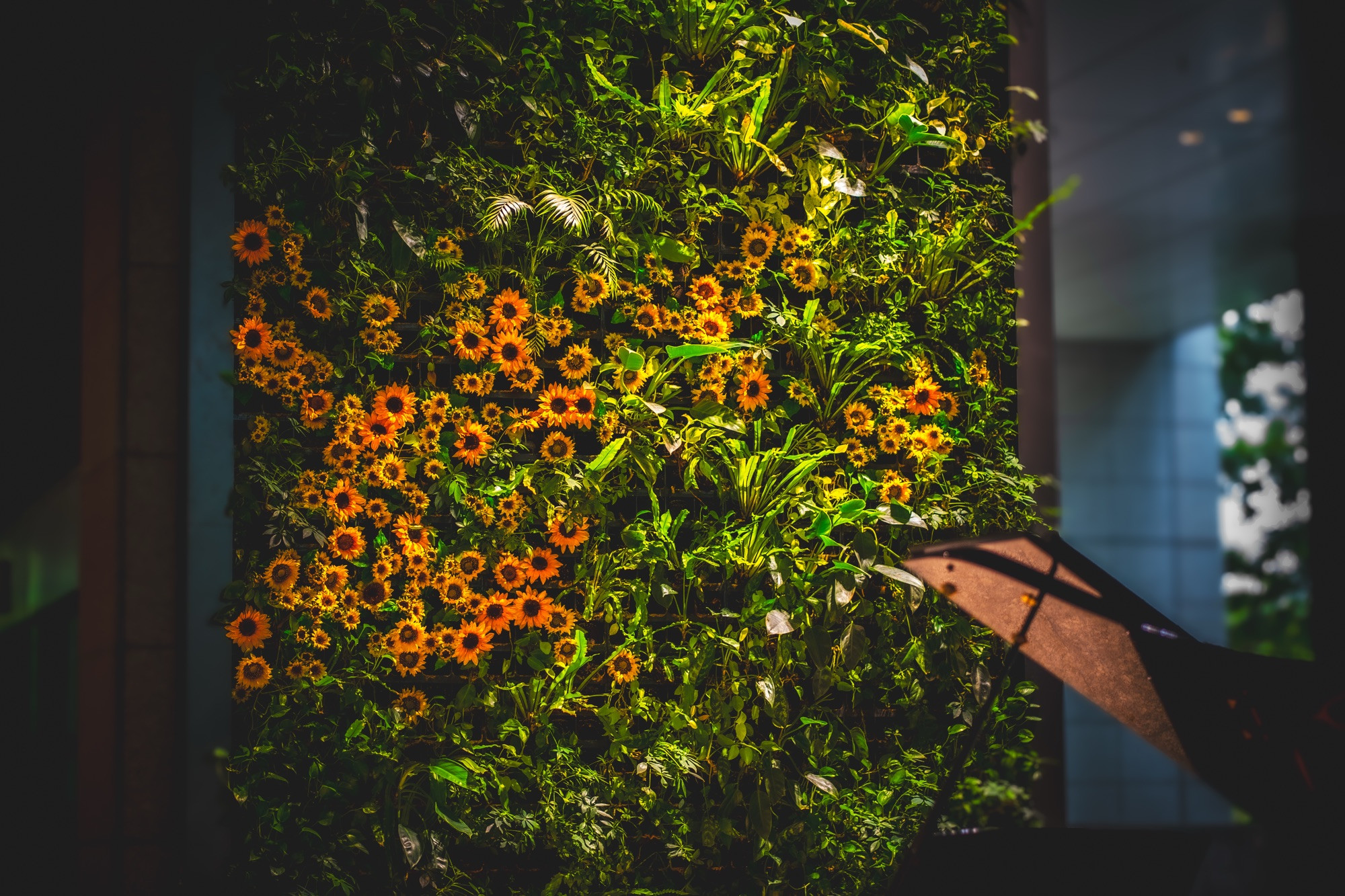 Sunflowers in the background of a piano 