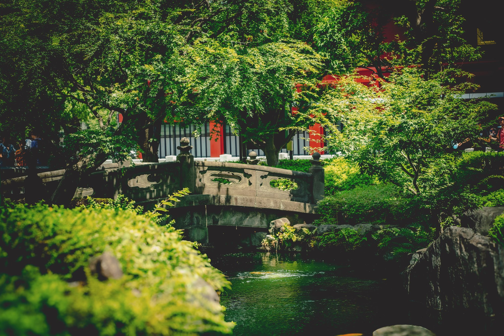 Greenery near a bridge over a pond