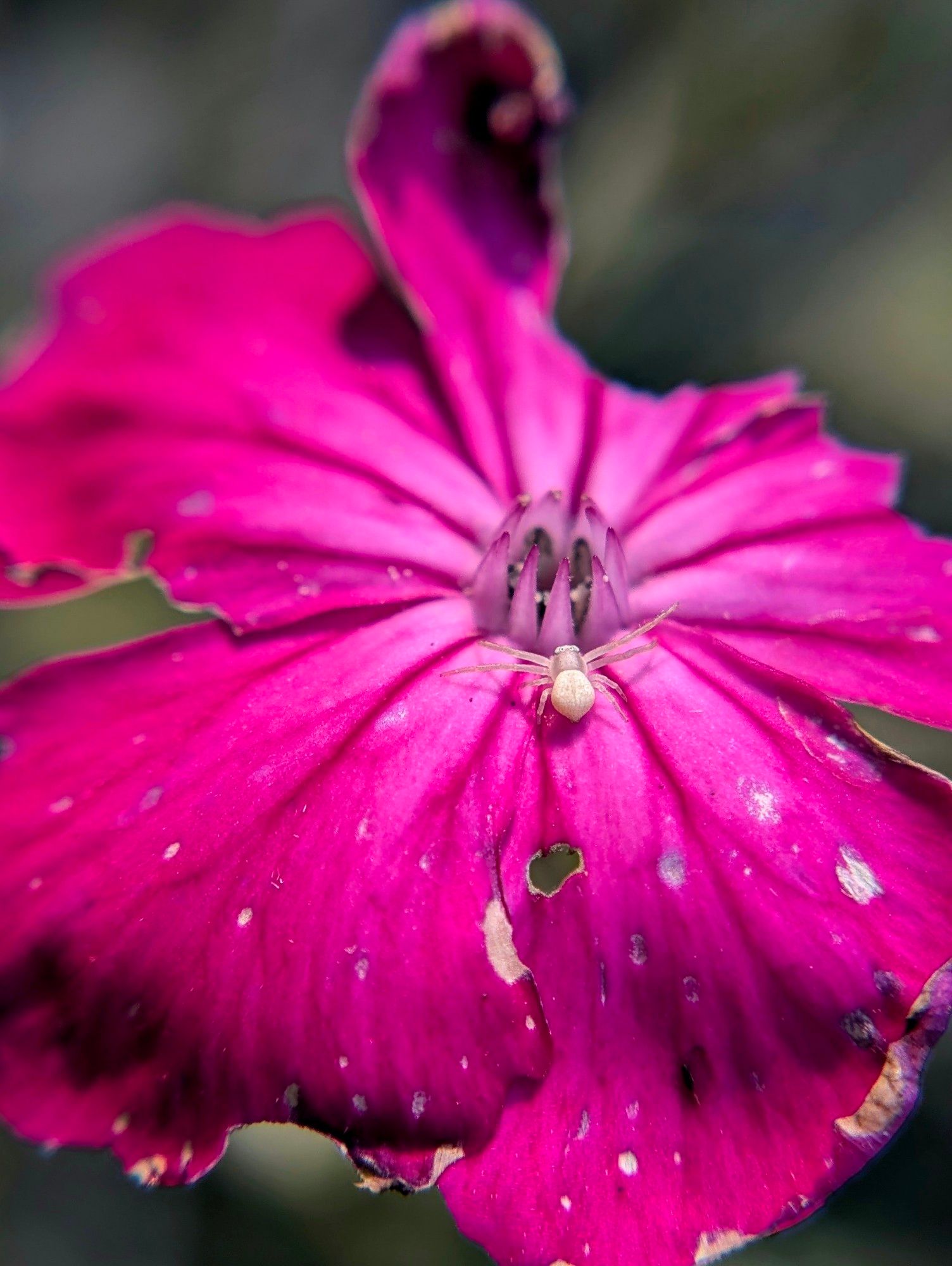 A tiny white flower crab spiderling stands near and facing the center of a tattered rose campion flower. The flower has five broad pink/red petals. The petals are pocked and torn around the edges. The flower's center is undamaged and has nine vertical pointed structures arranged in a circle. The spider has its front four legs spread wide, and looks like it could be worshipping at an altar.