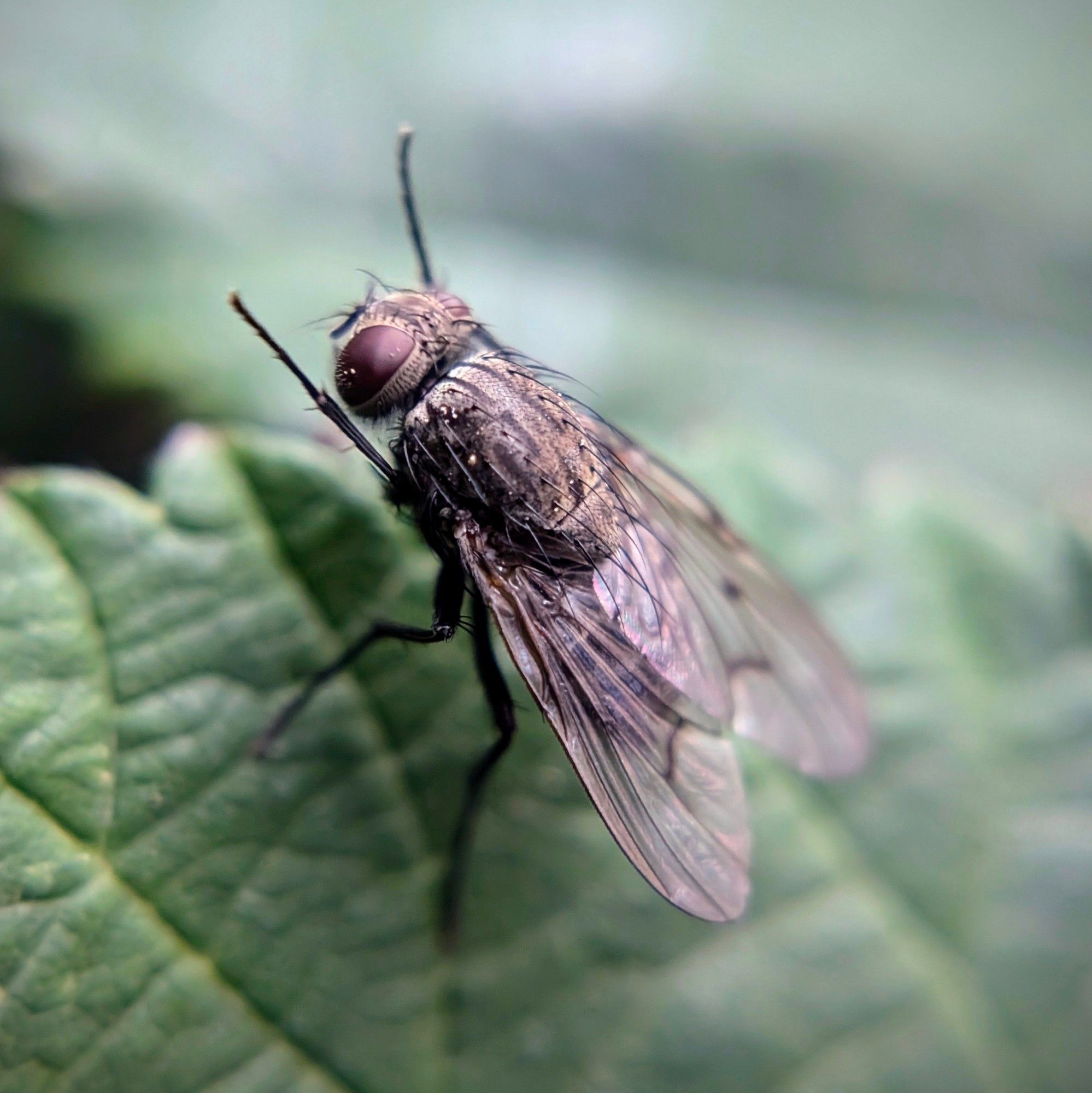 A fly throws its hands up in the air, overcome by the sick beats blasting from my phone speaker.