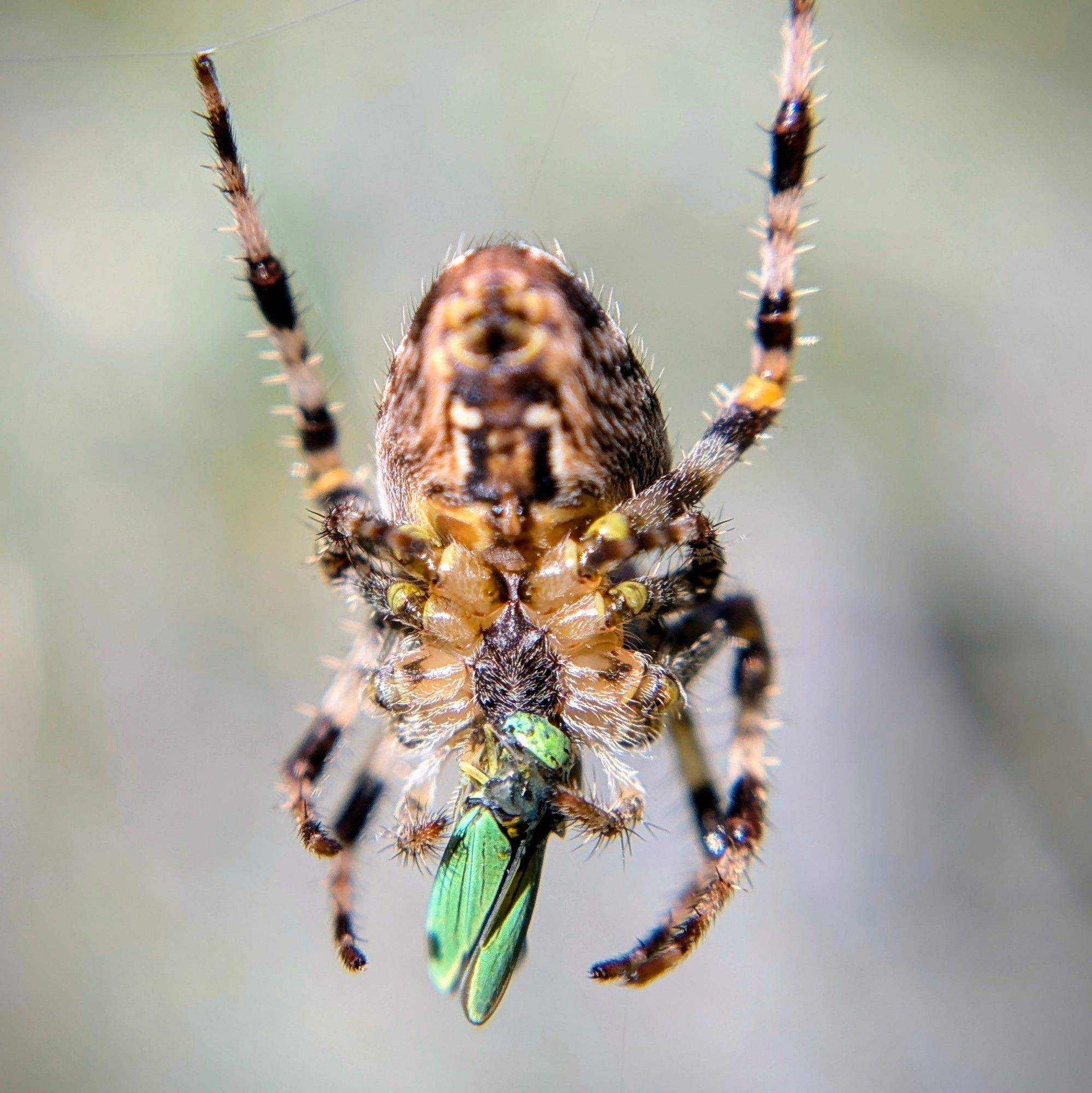 An orange and black spider eating a blue-green sharpshooter.