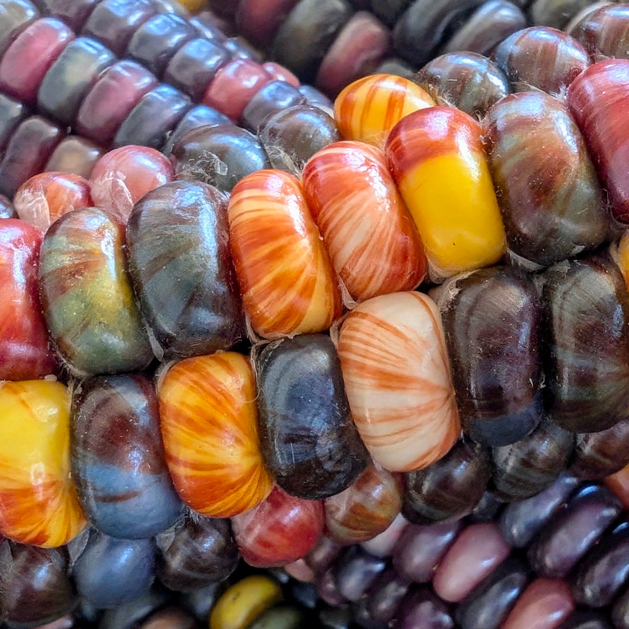 Colorful dried corn. The kernels are streaked with red, white, orange, yellow, green, blue, and red. The streaks make the kernels look *exactly* like hard candies.