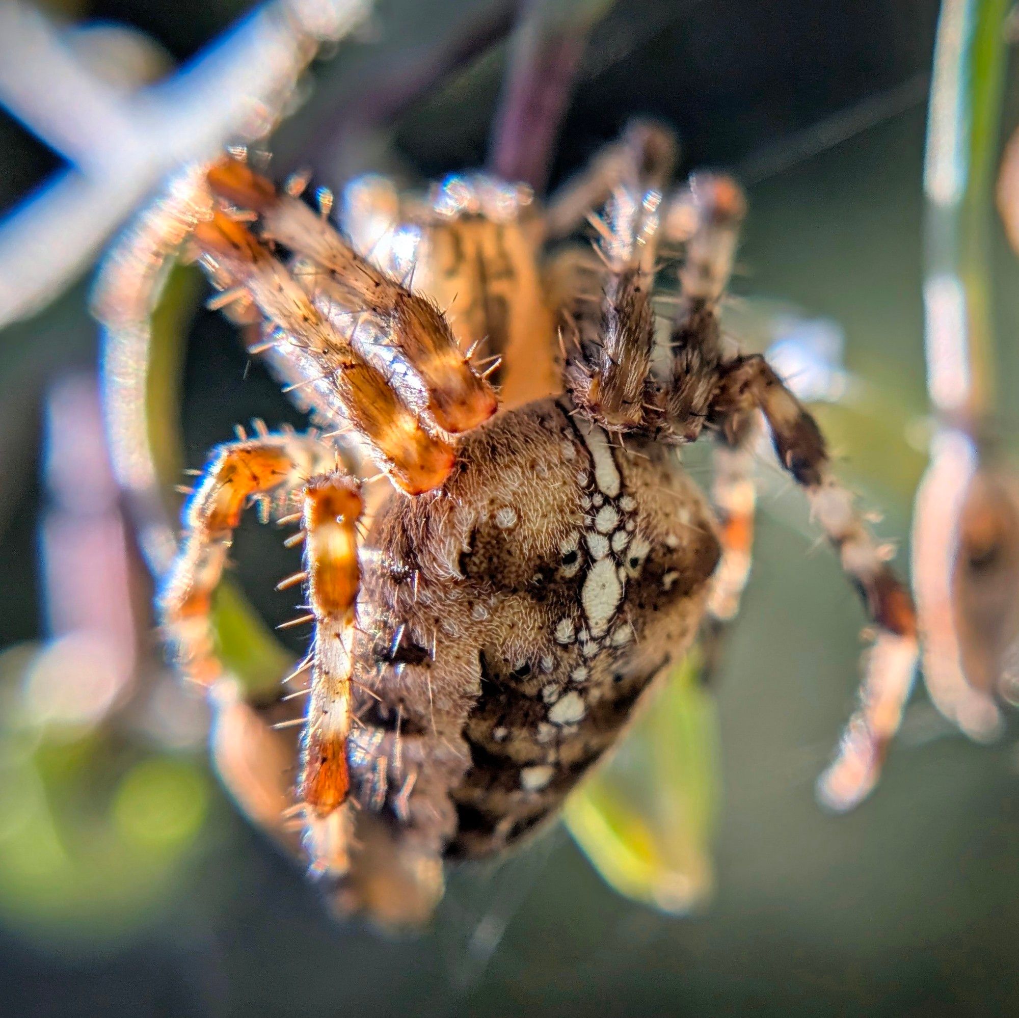 An orange and brown spider with white splotches on its back, glowing, backlit by the sun.