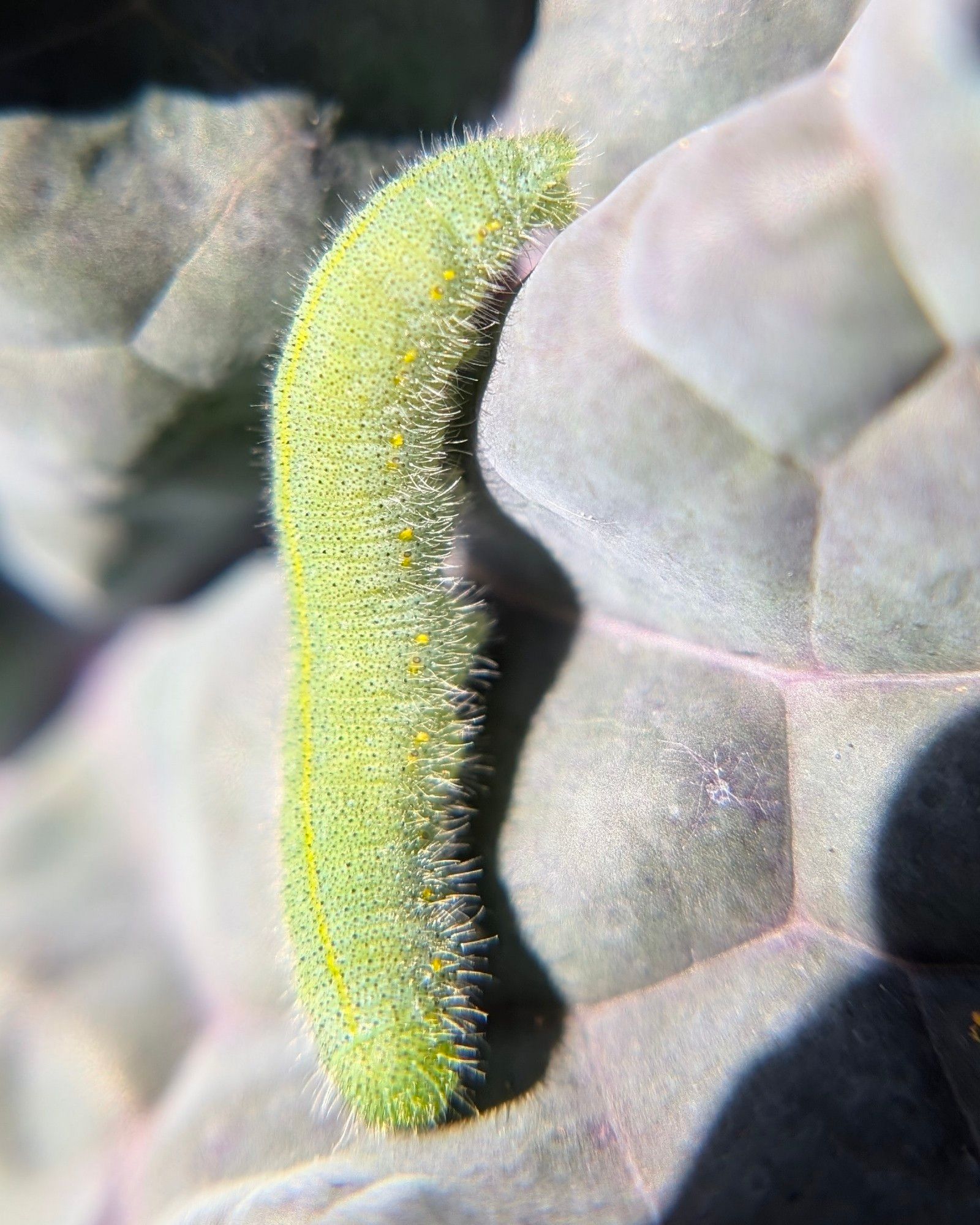 A light green caterpillar covered in tiny black specks, with a thin yellow line down its back, yellow spots down its side, and thin white hairs, climbs a gray-green bumpy kale leaf.