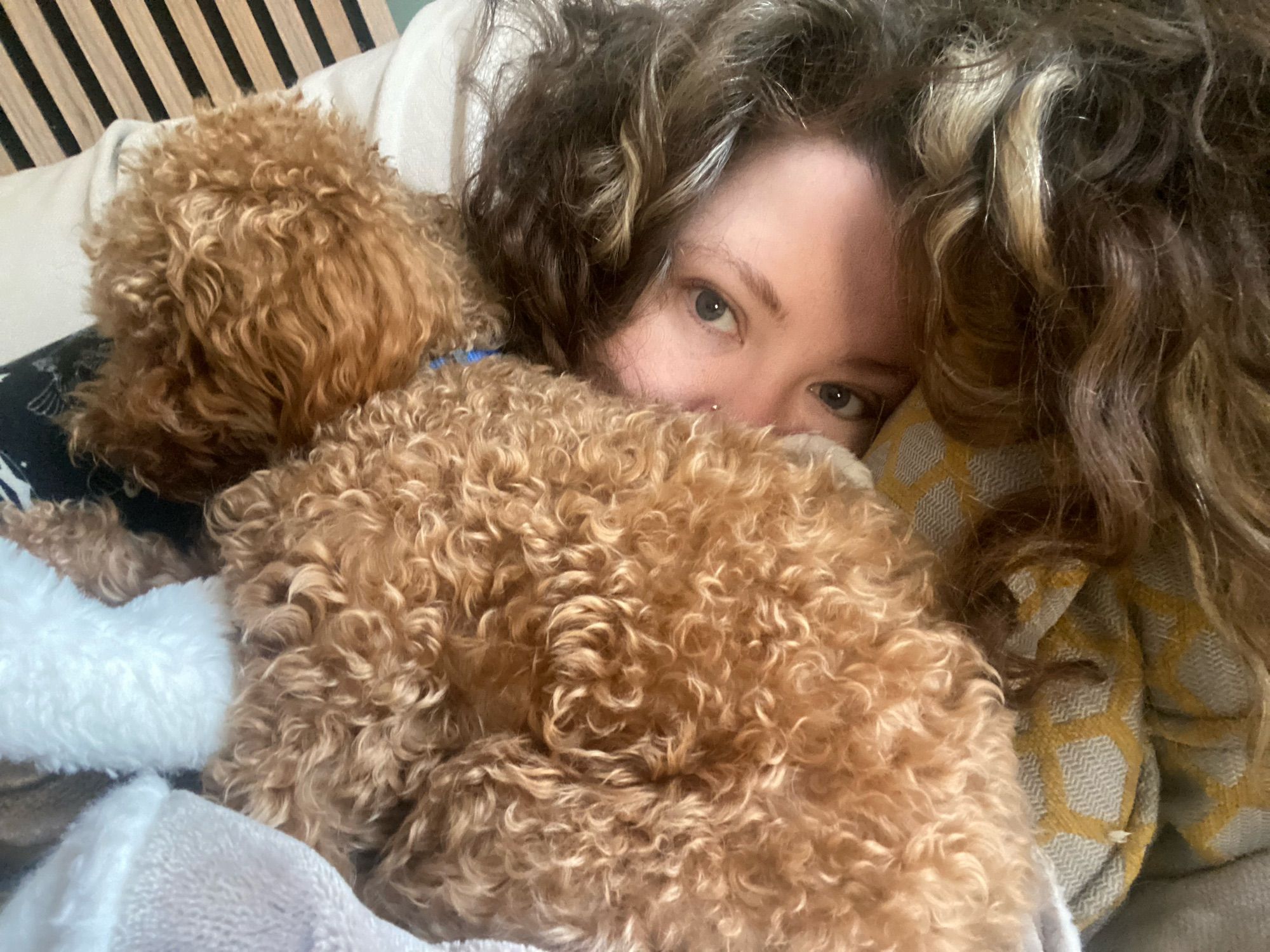 Brown curly haired small poodle cuddling up to a white woman, covering half her face.