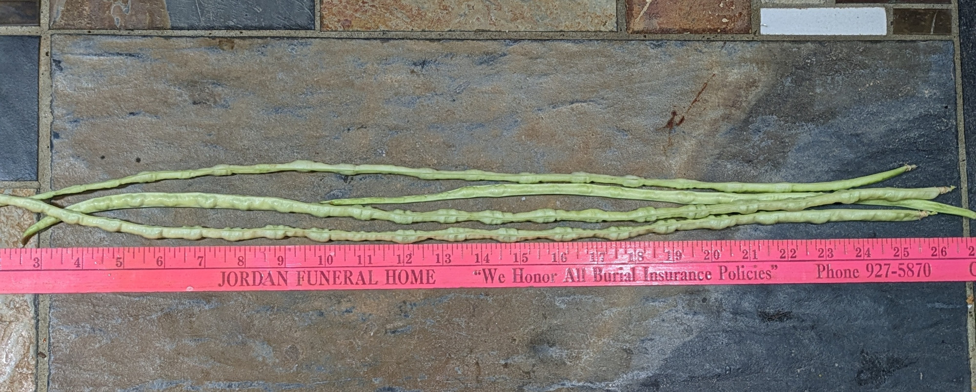 Very long pale green beans next to a pink yardstick 