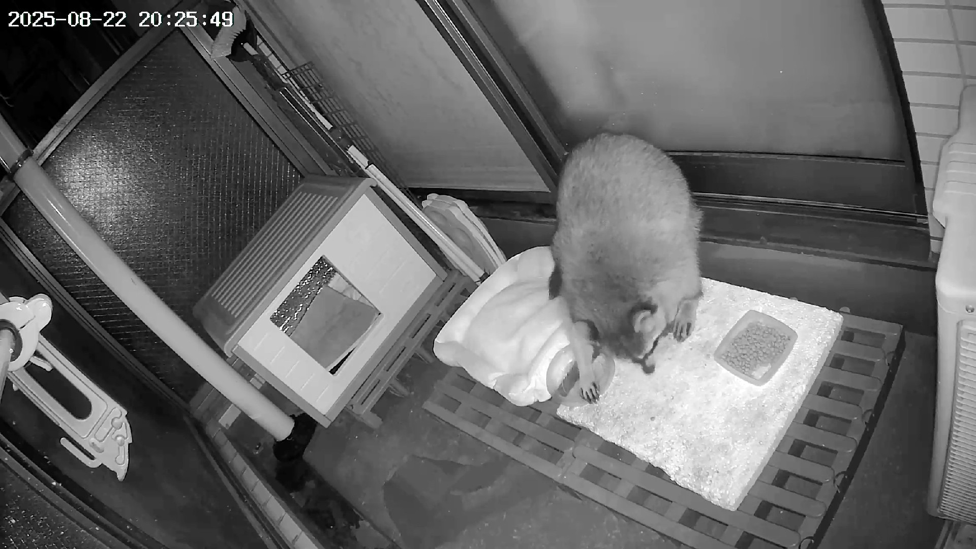 Same racoon now somehow has a back paw in the water dish. 