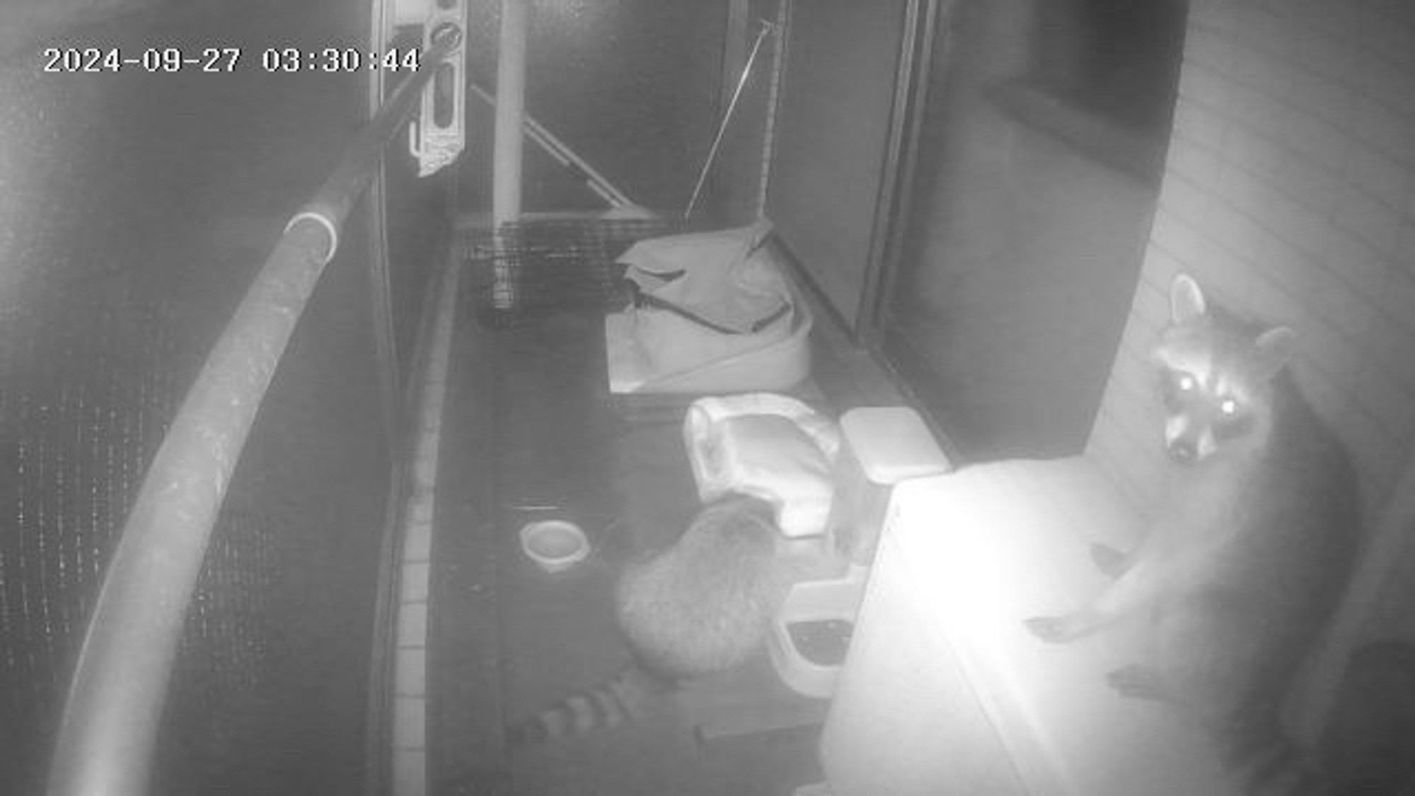 Black and white web cam image at night showing one raccoon sitting on the air conditioner, and the other tucking into the cat food.