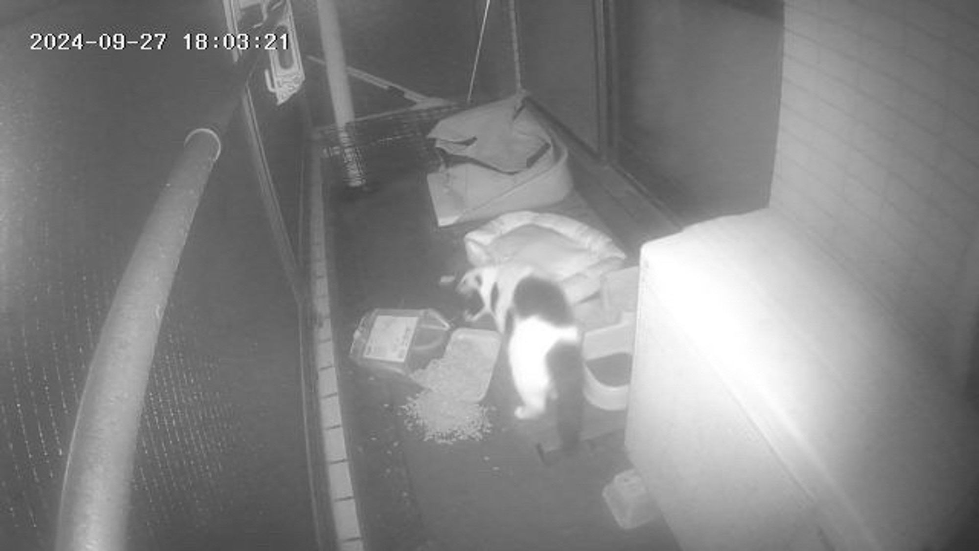 Black and white shot from the balcony web cam this evening. A black and white cat is staring at the spilled food.