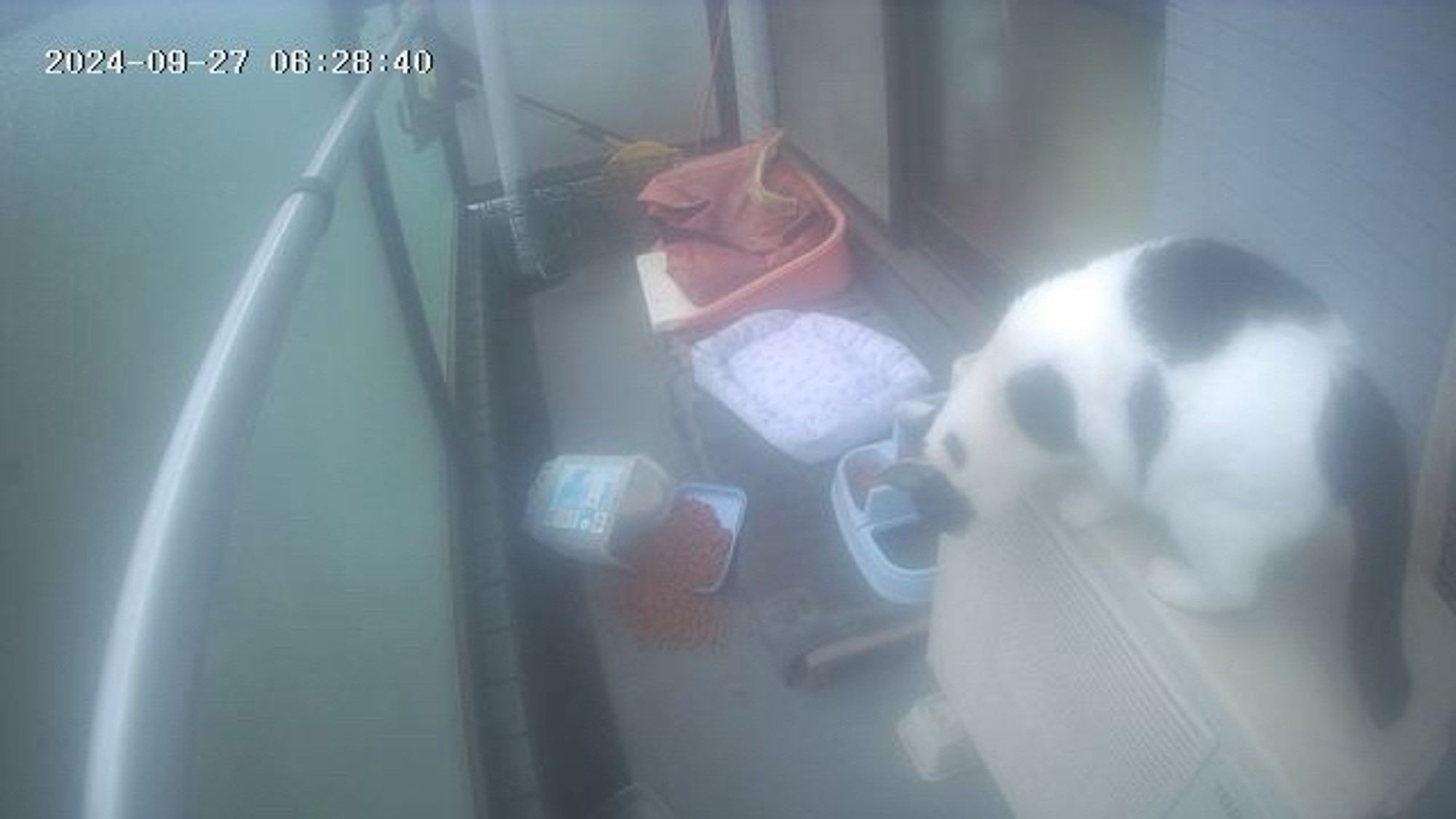 Web cam image of the balcony, showing a black and white cat sitting on the air conditioner unit staring down at a scene of destruction: the cat feeder has been over turned and the cat house squashed!