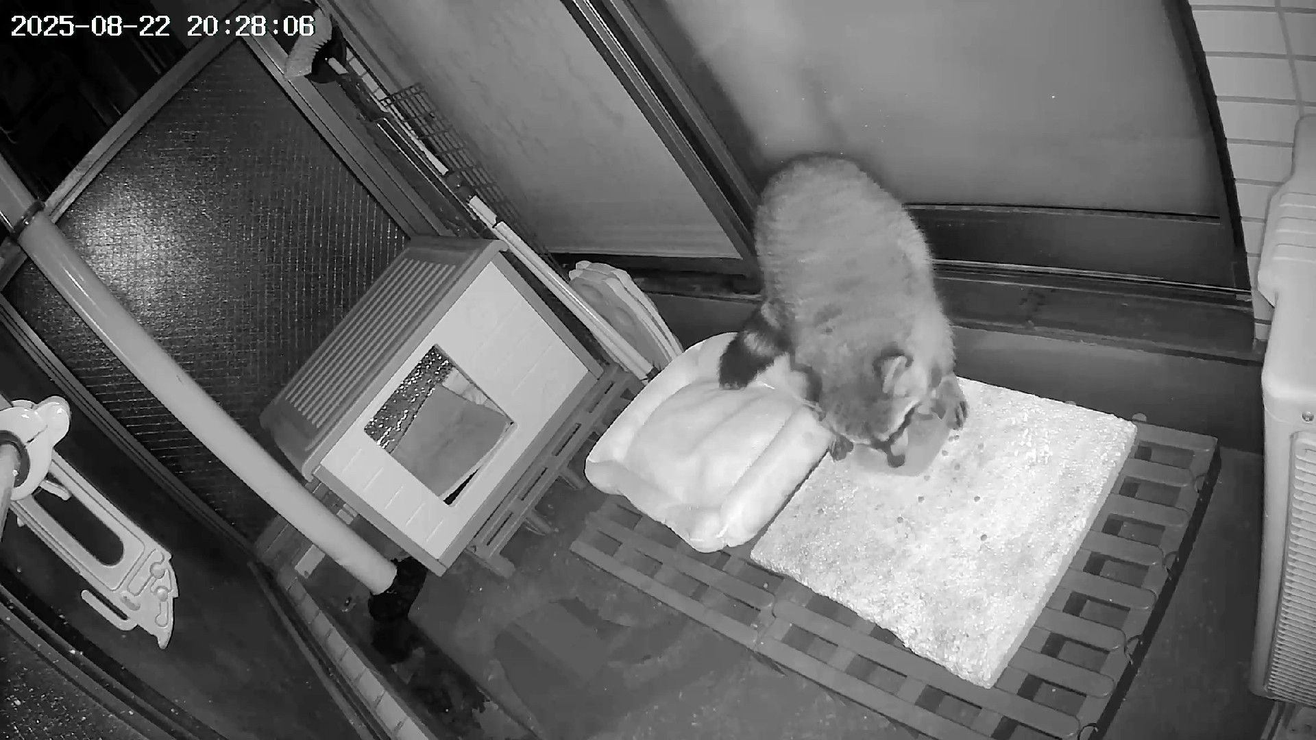 Racoon is eating from the food dish but with both front paws also in the dish. 