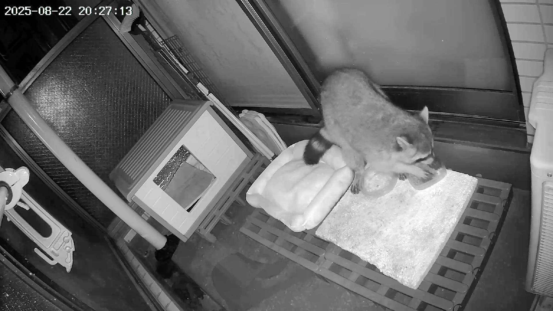 Racoon is now scrabbling with both front paws in the food dish, spillomg cat biscuits everywhere. 