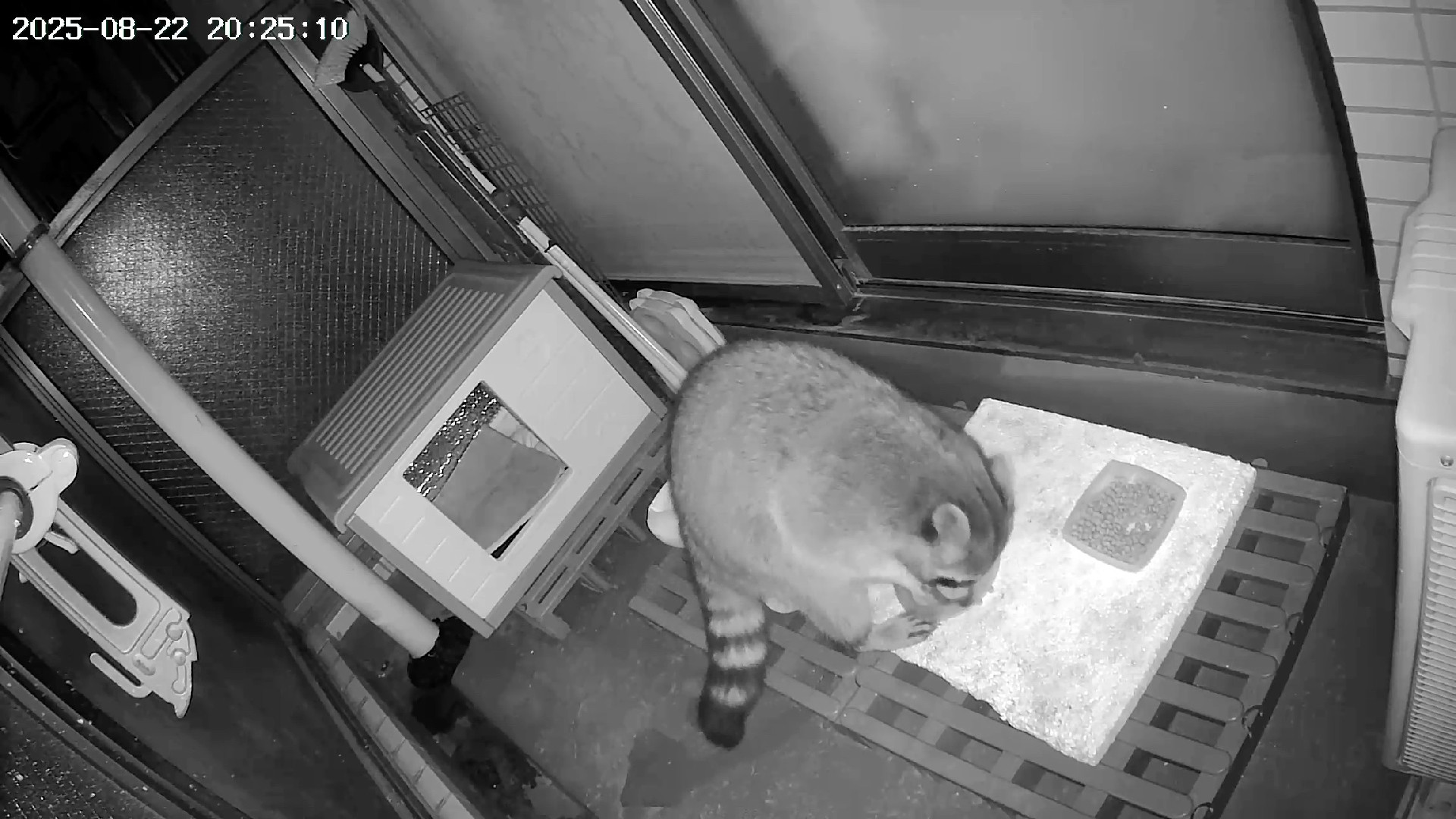 A black and white webcam image at night showing a large racoon with his front paws in the water dish. 