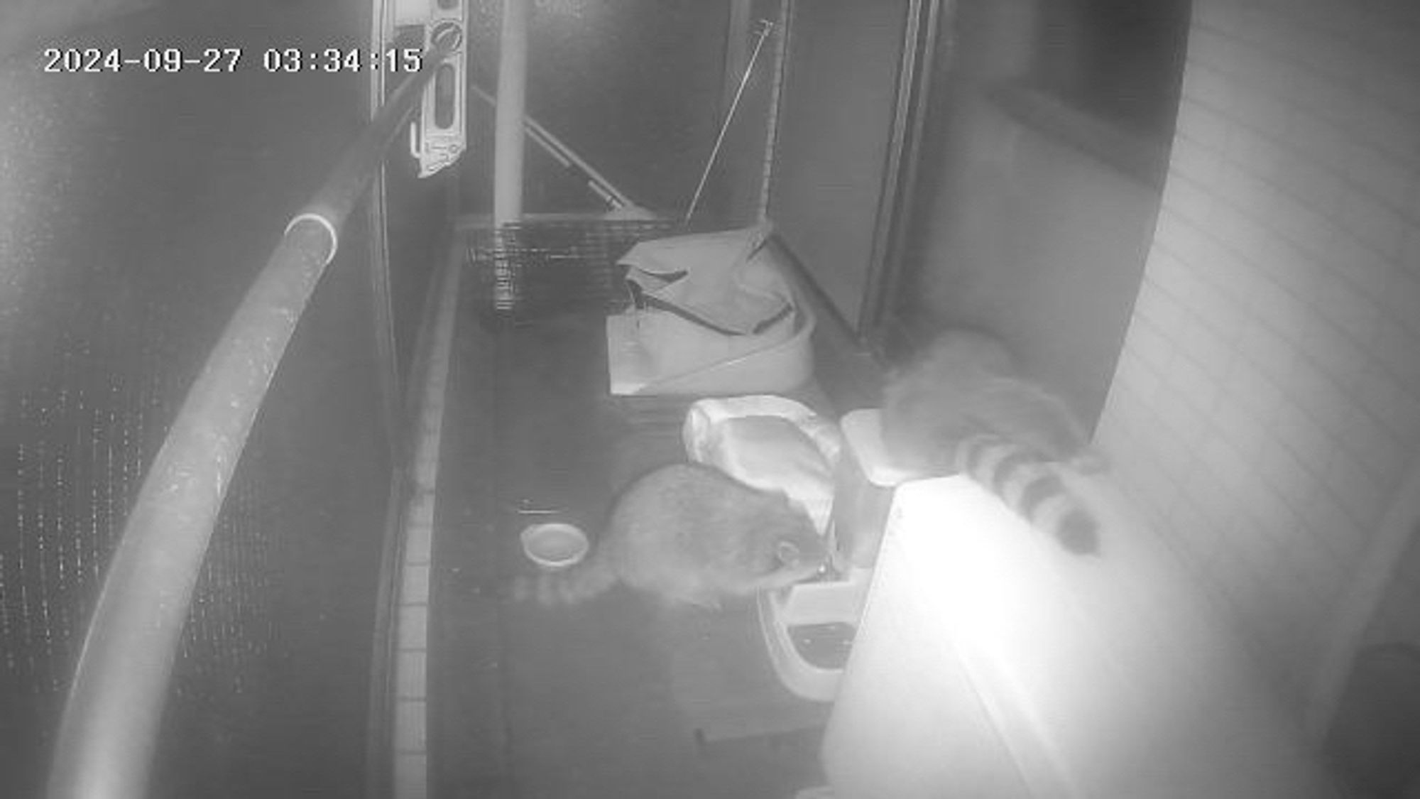 The raccoon on the air conditioner is now stuffing itself behind the cat food dispenser. How it became over turned is now apparent.