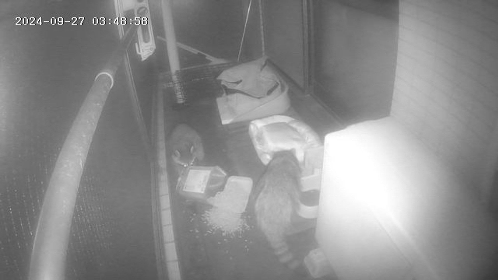 Black and white nighttime image from the balcony webcam, showing two racoons bent over the spilled cat feeder.