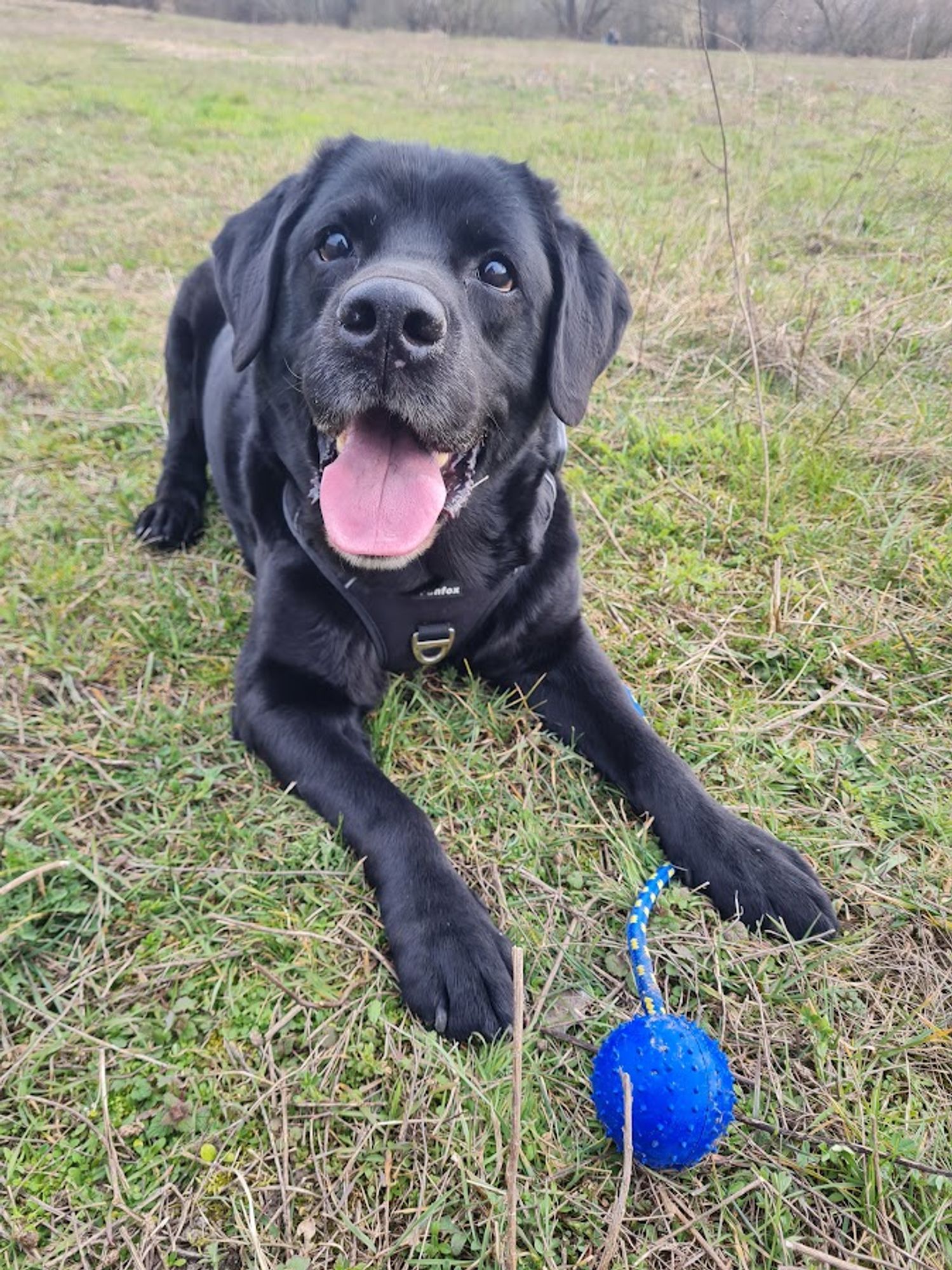 Schwarzer Labrador auf einer Wiese mit Ball