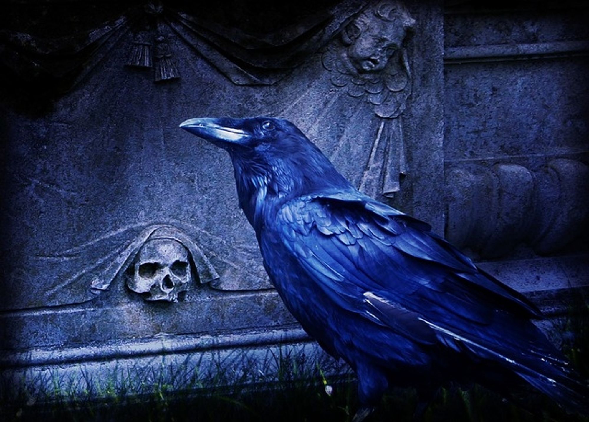 the image of a crow before a gravestone