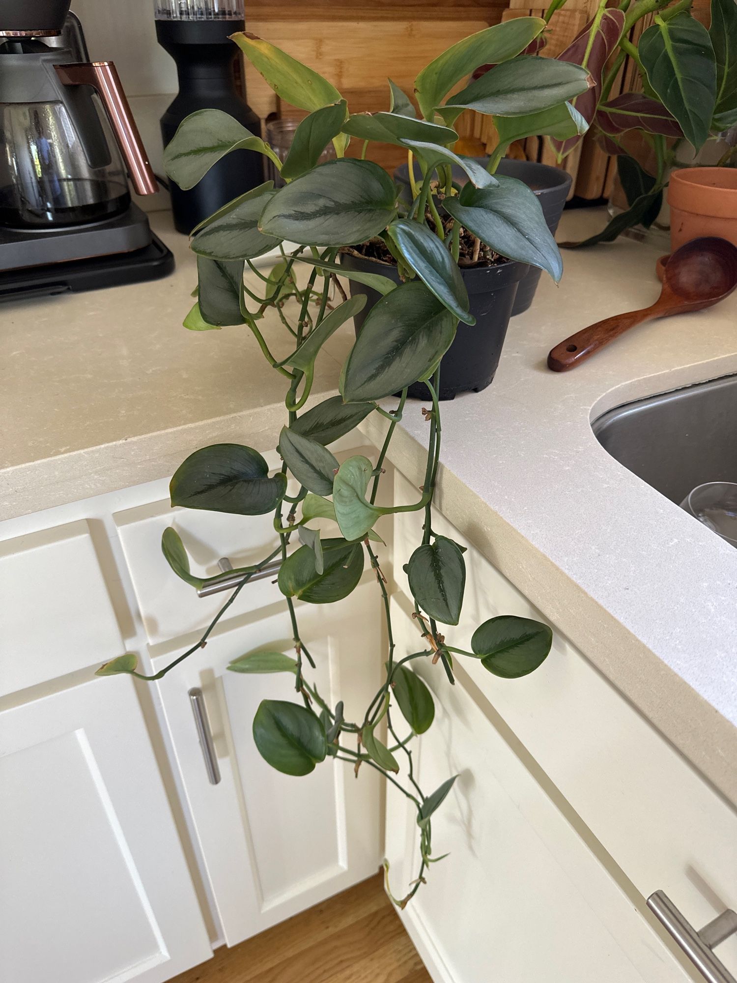 A green, vining plant (Hoya?) with heart shaped leaves, dark on margins & central vein, and otherwise silvery green.